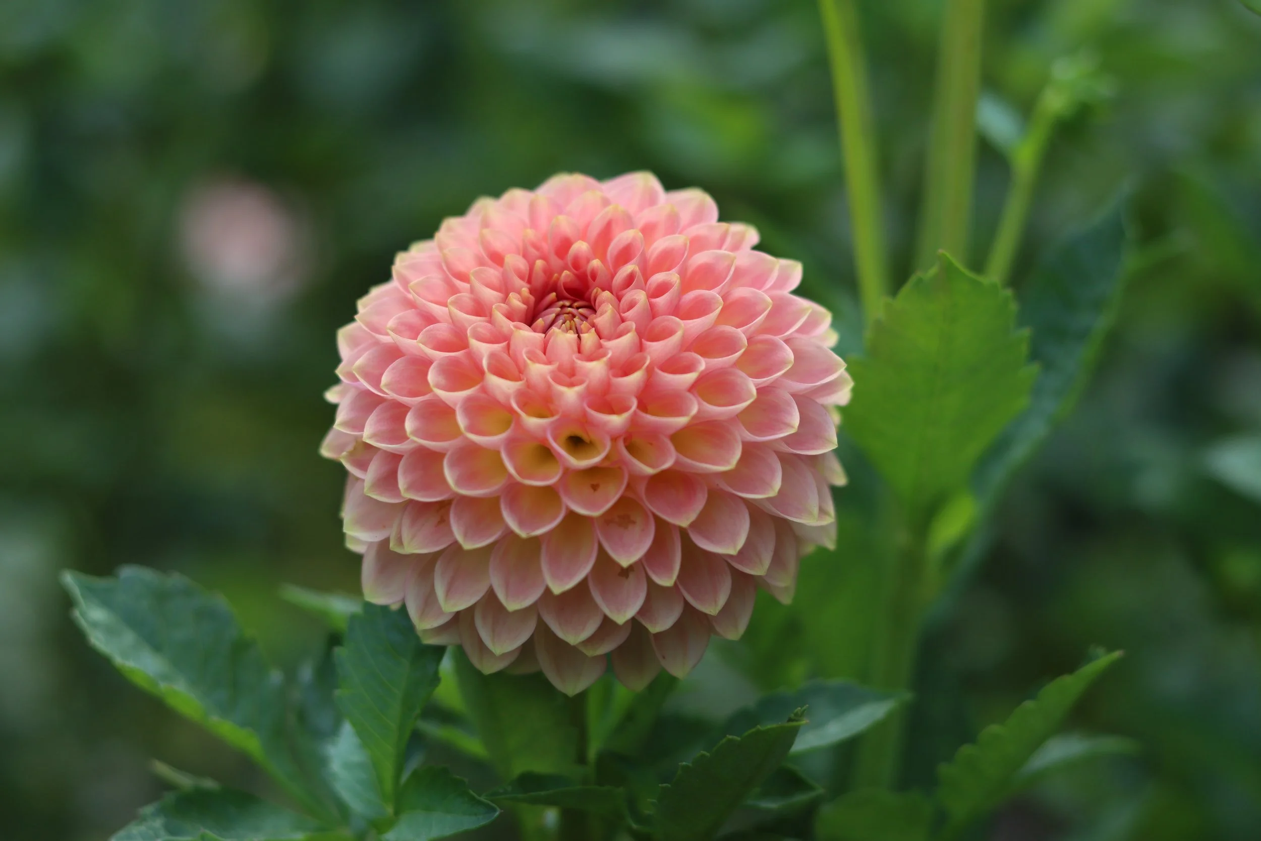 Hamilton Lilian 1.JPG