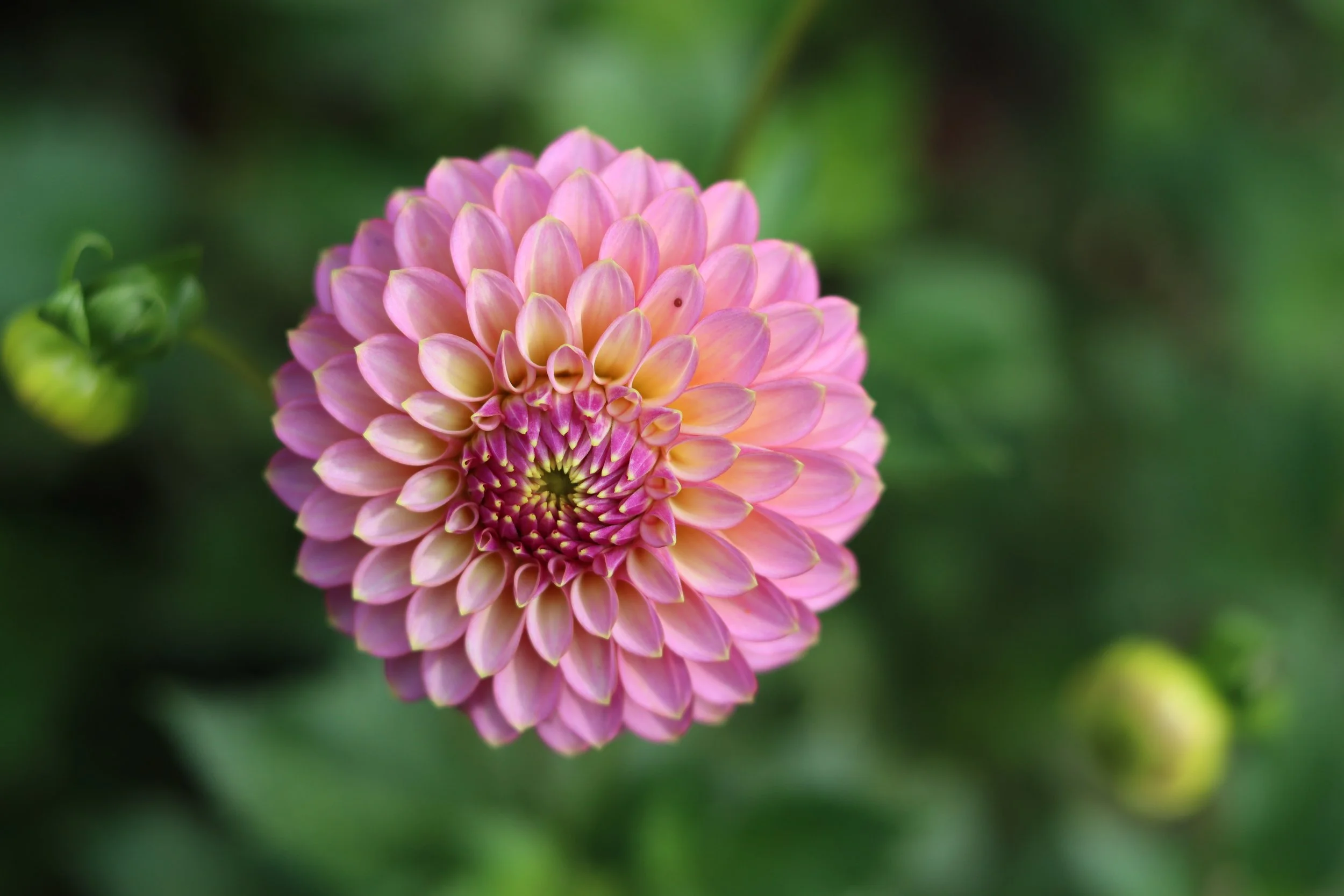 Skipley Spot of Gold