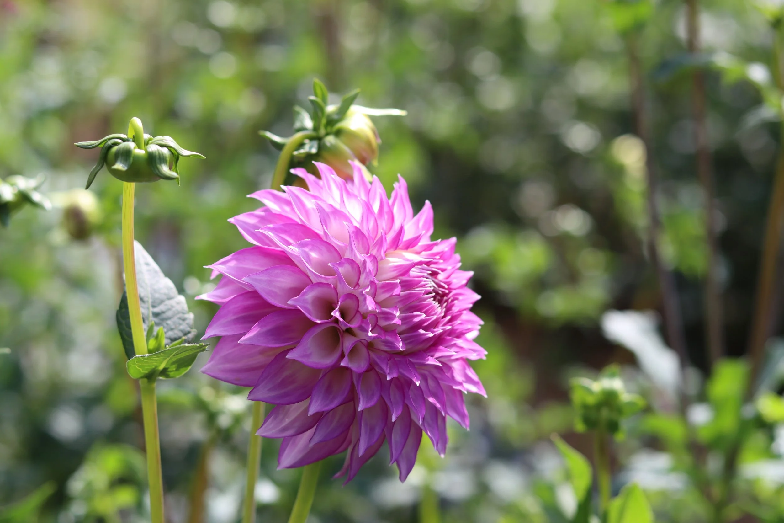 Clearview Debby 2.JPG