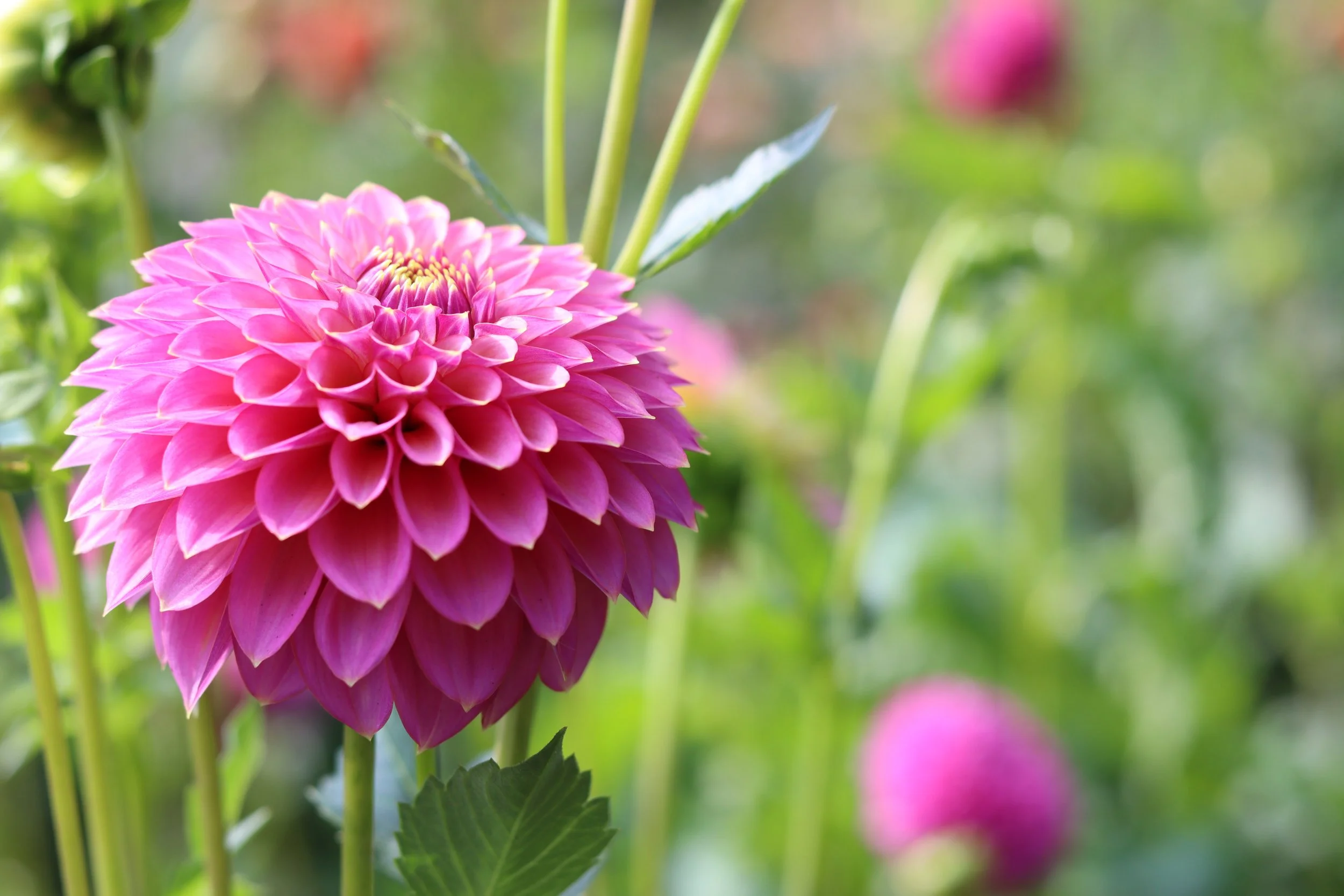 Bloomquist Mojo 3.JPG