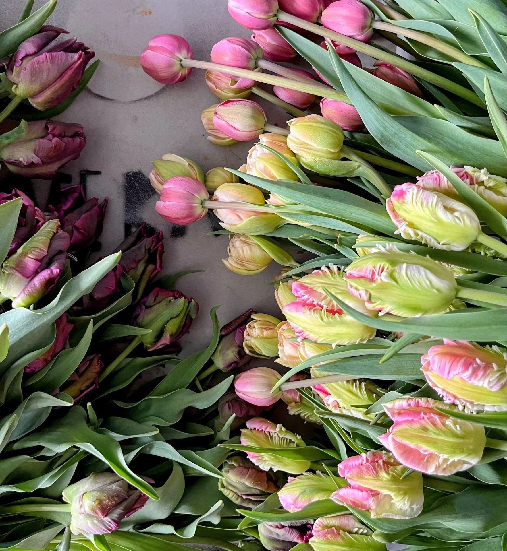 Secret Perfume Tulip