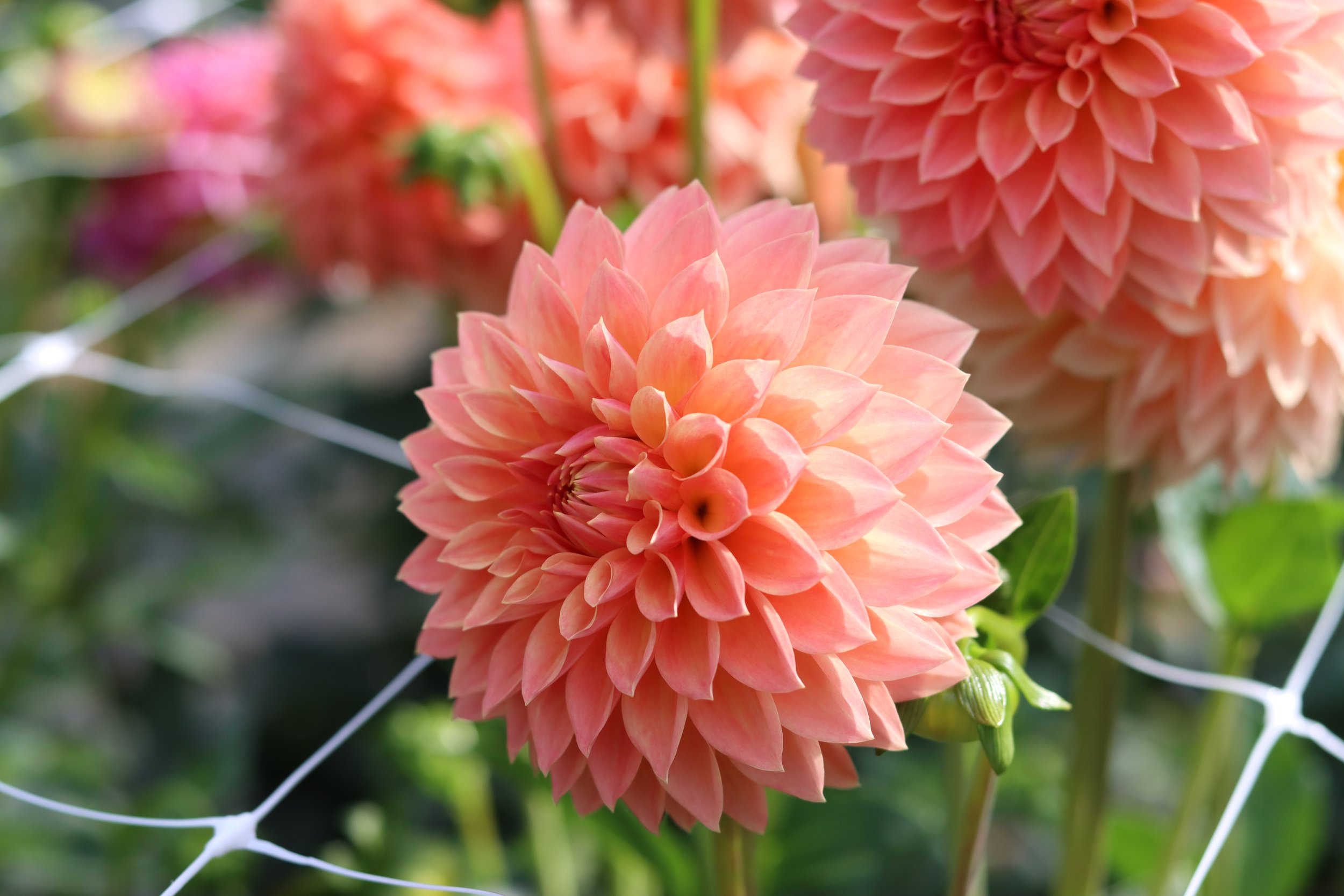 Haimilton Lillian 2.JPG