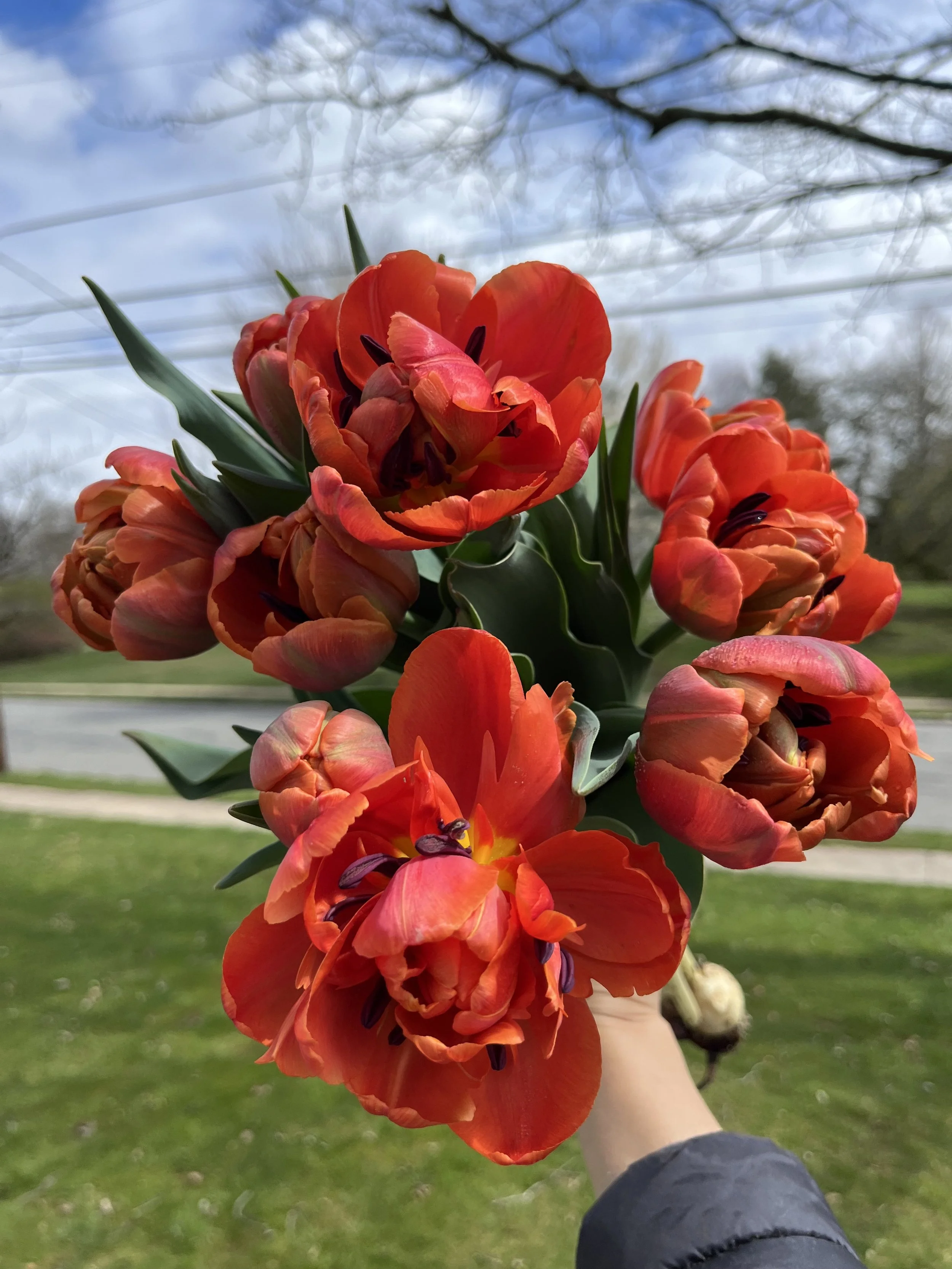Icoon Tulip