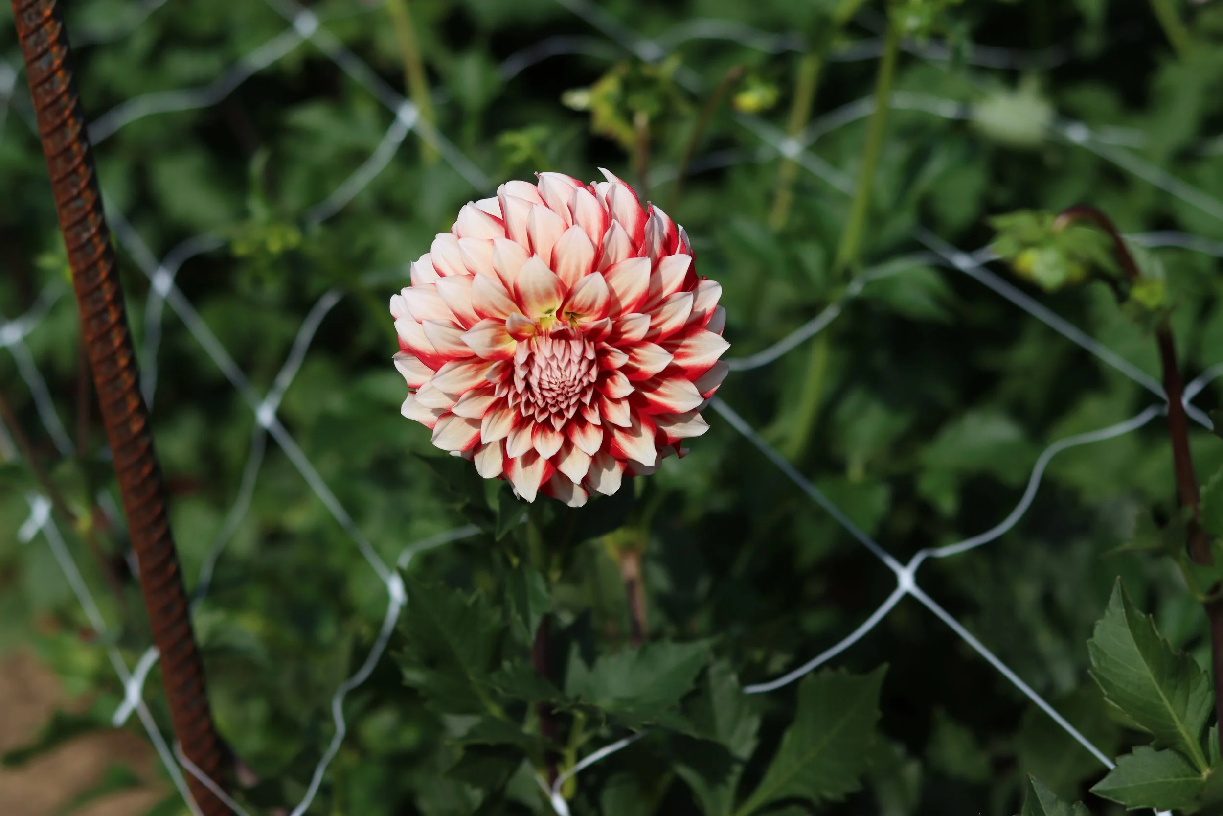 Myrtles Brandy 1.JPG