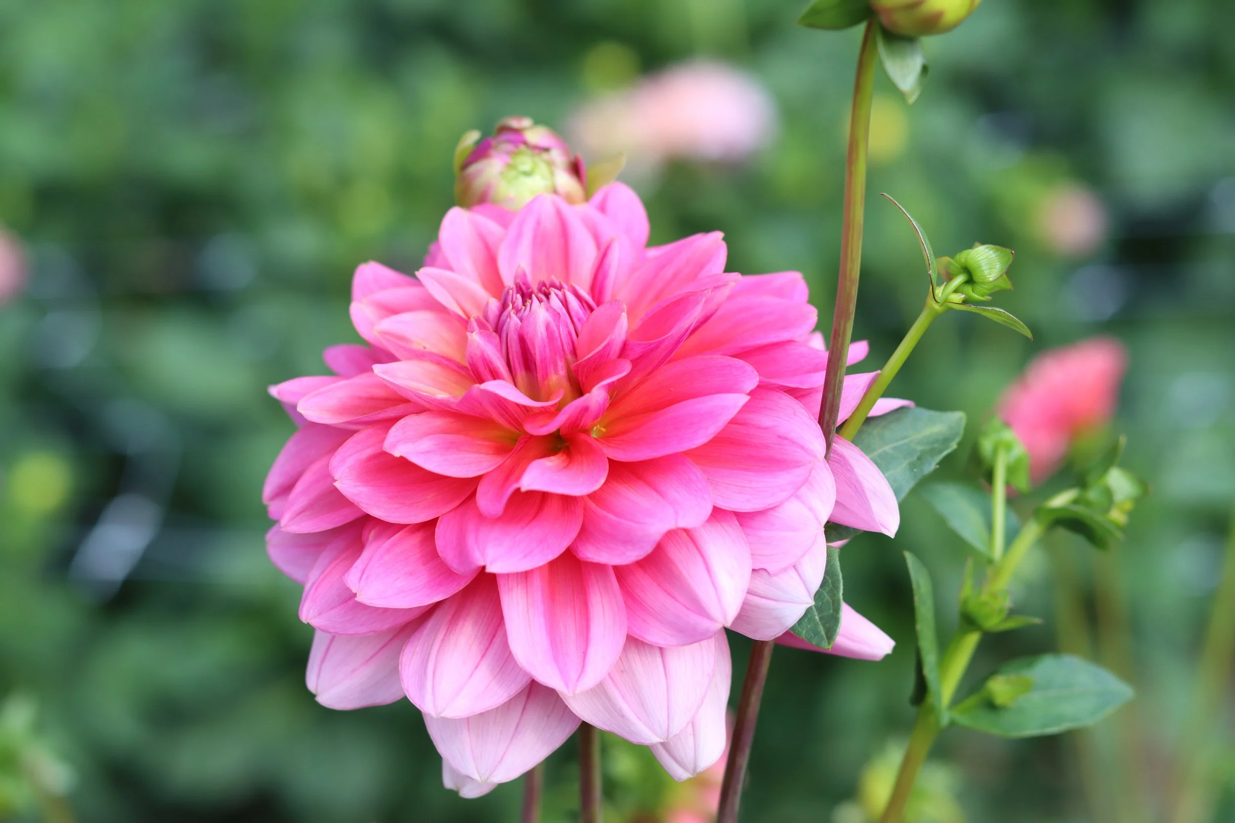 Southern Belle 1.JPG