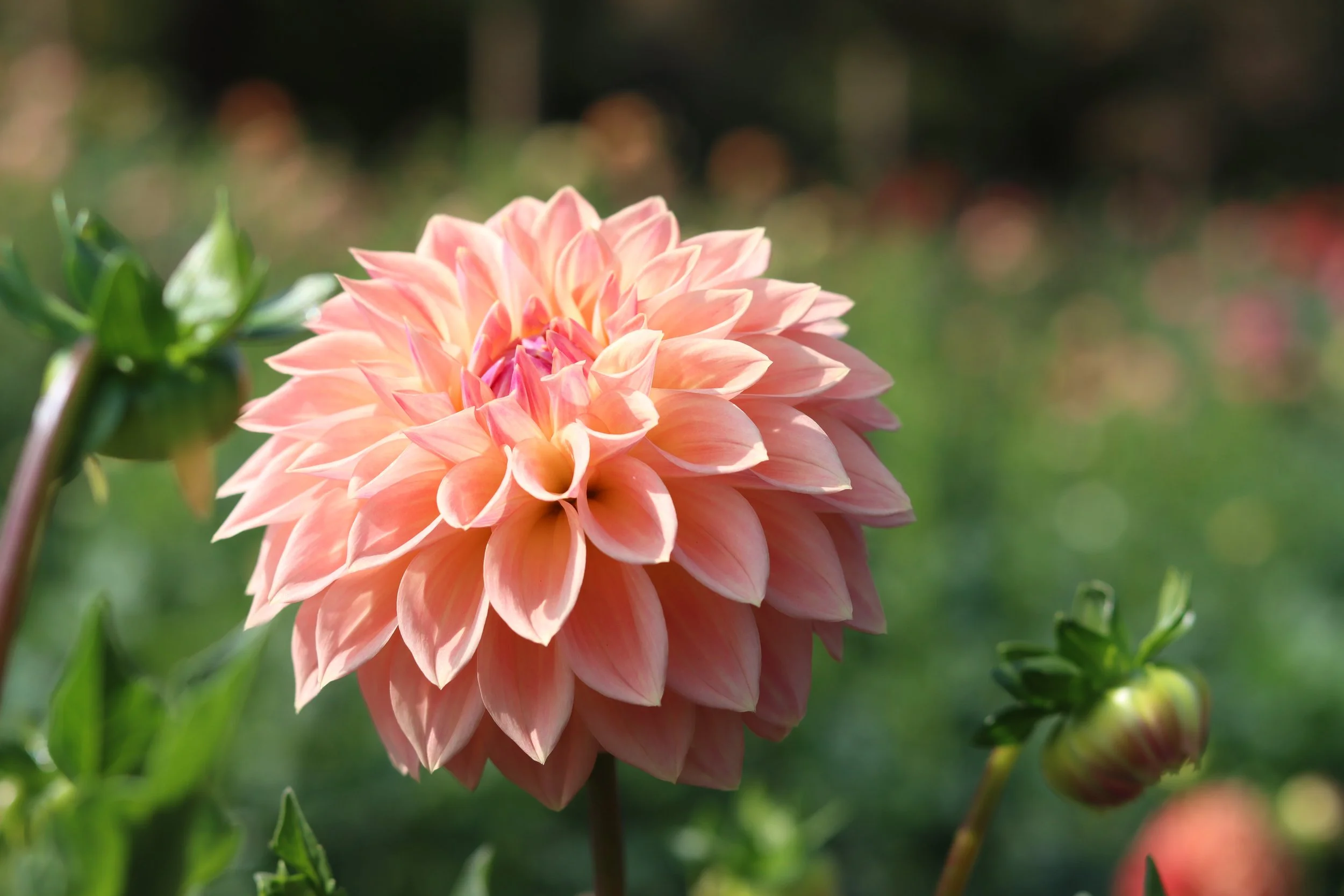 Bloomquist Alan 5.JPG