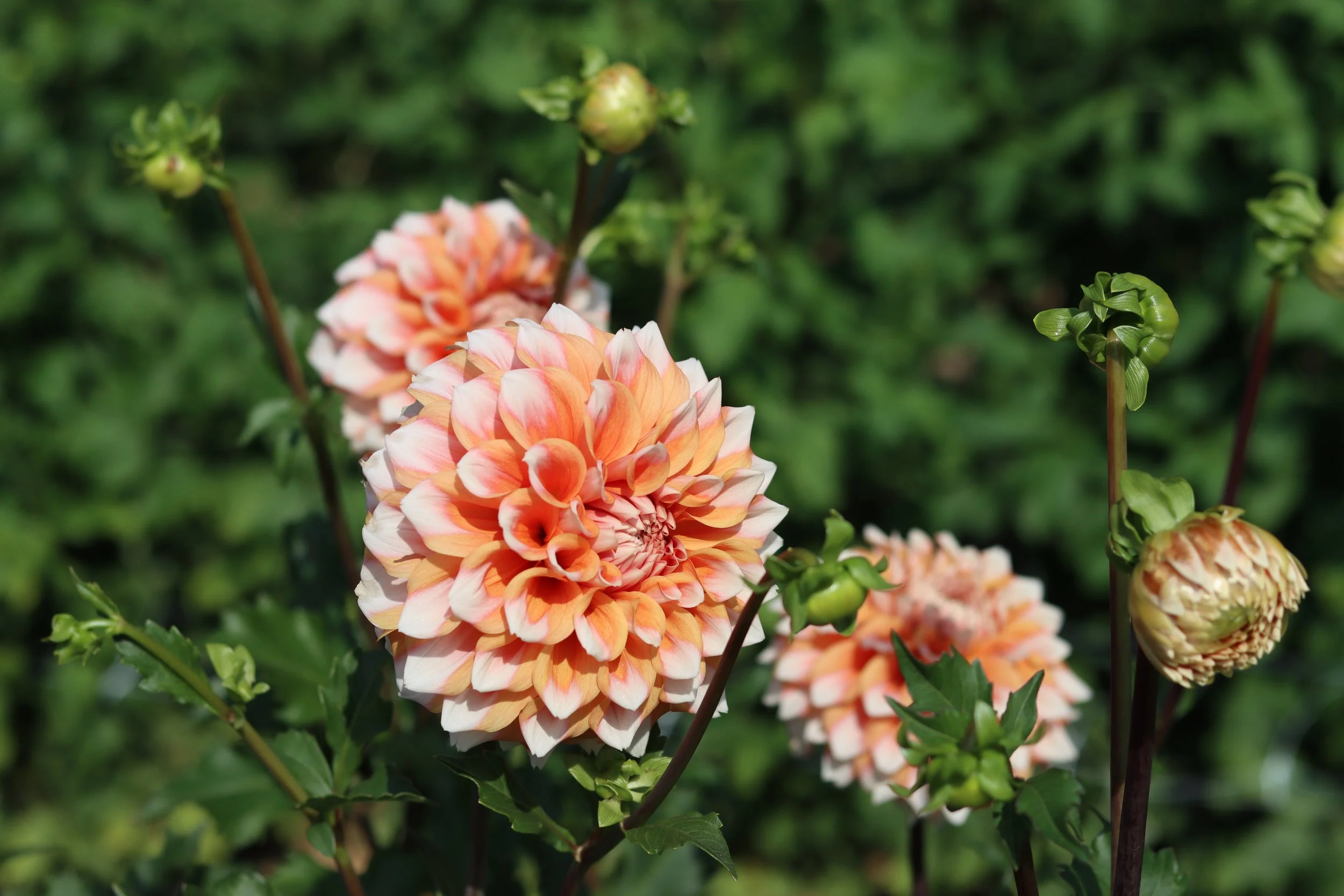 Hollyhill Orange Ice