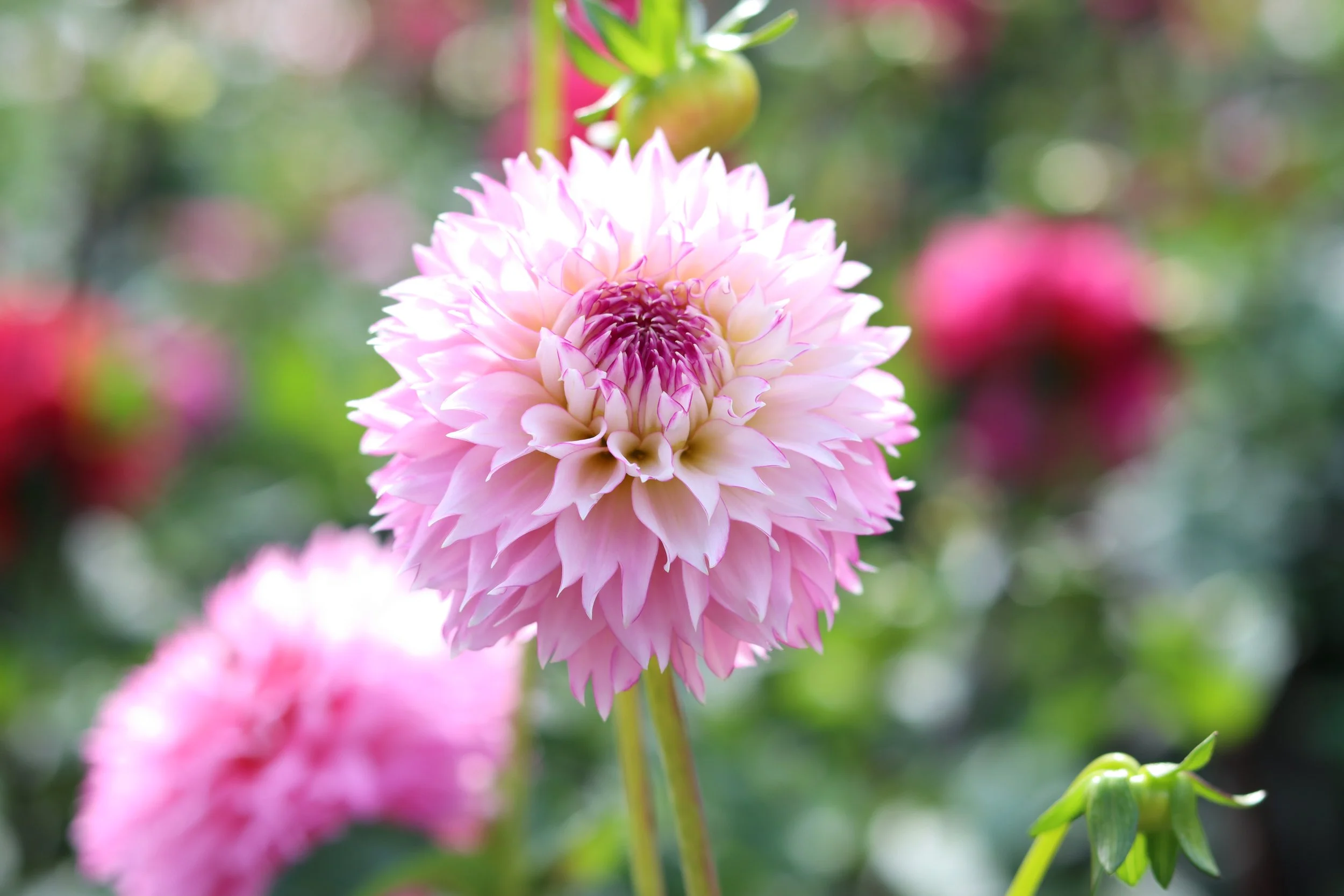 Hollyhill Pinkie 2.JPG