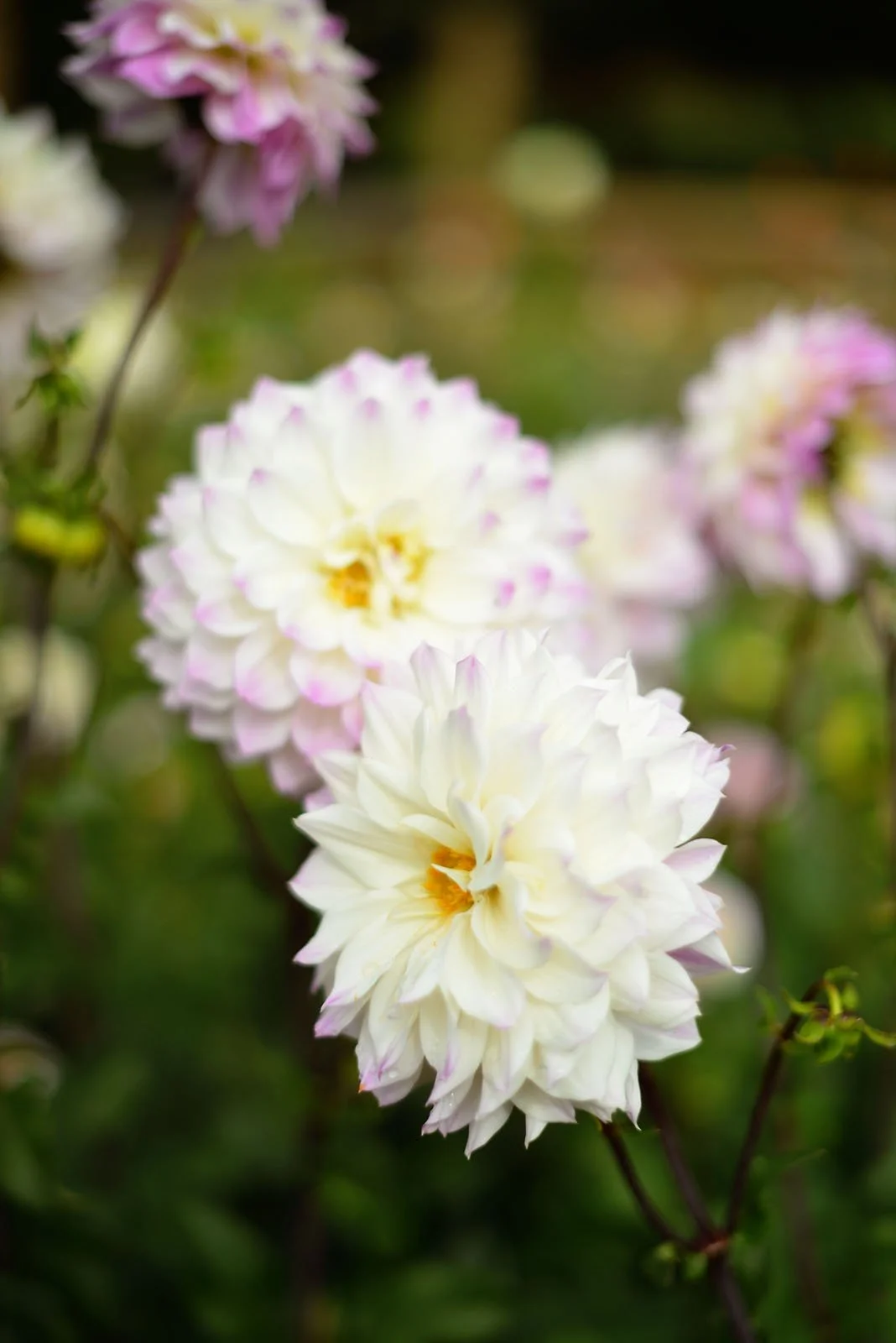 kinga tuber sale 41.jpeg