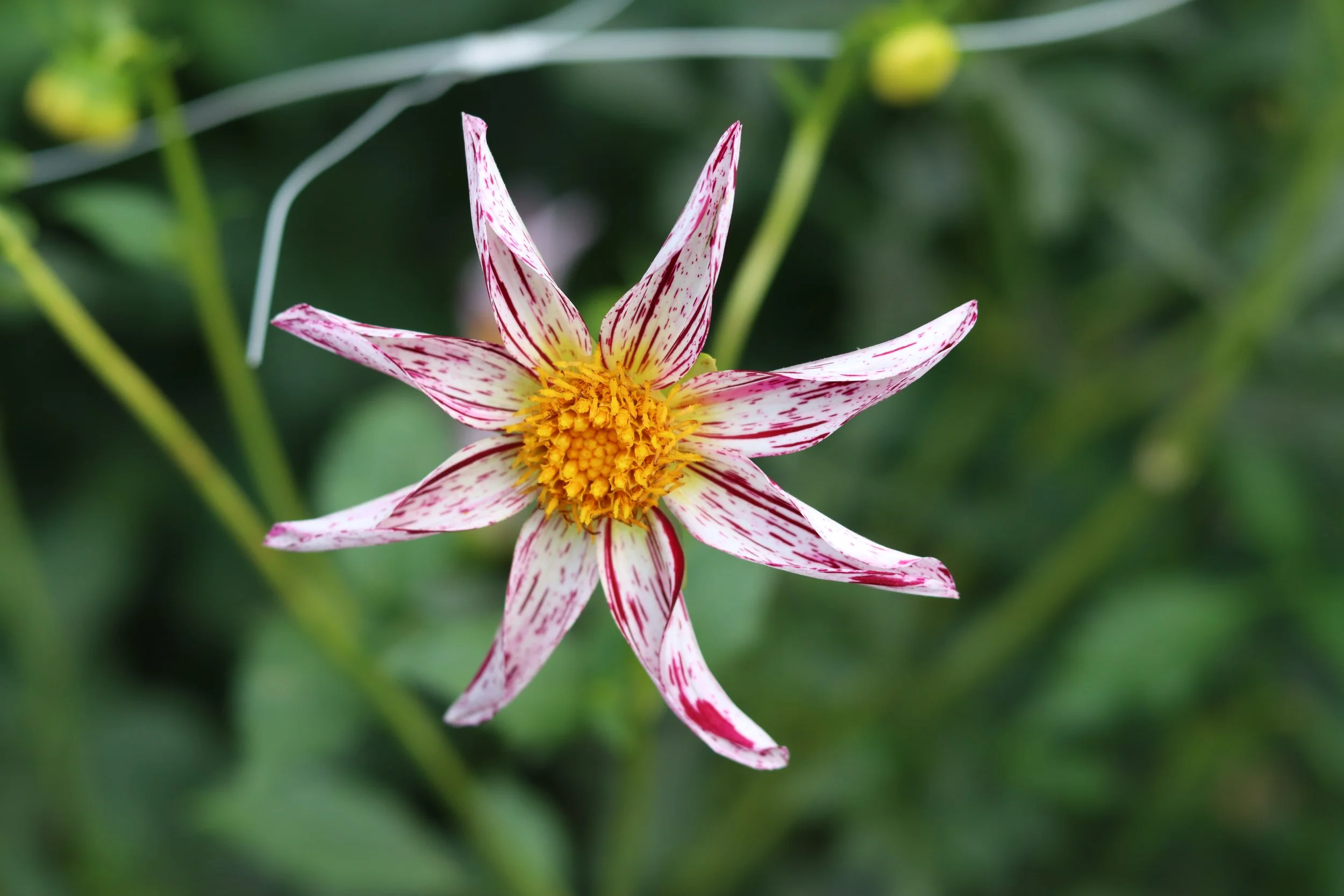 RaeAnn's Kelti Vega or Volunteer