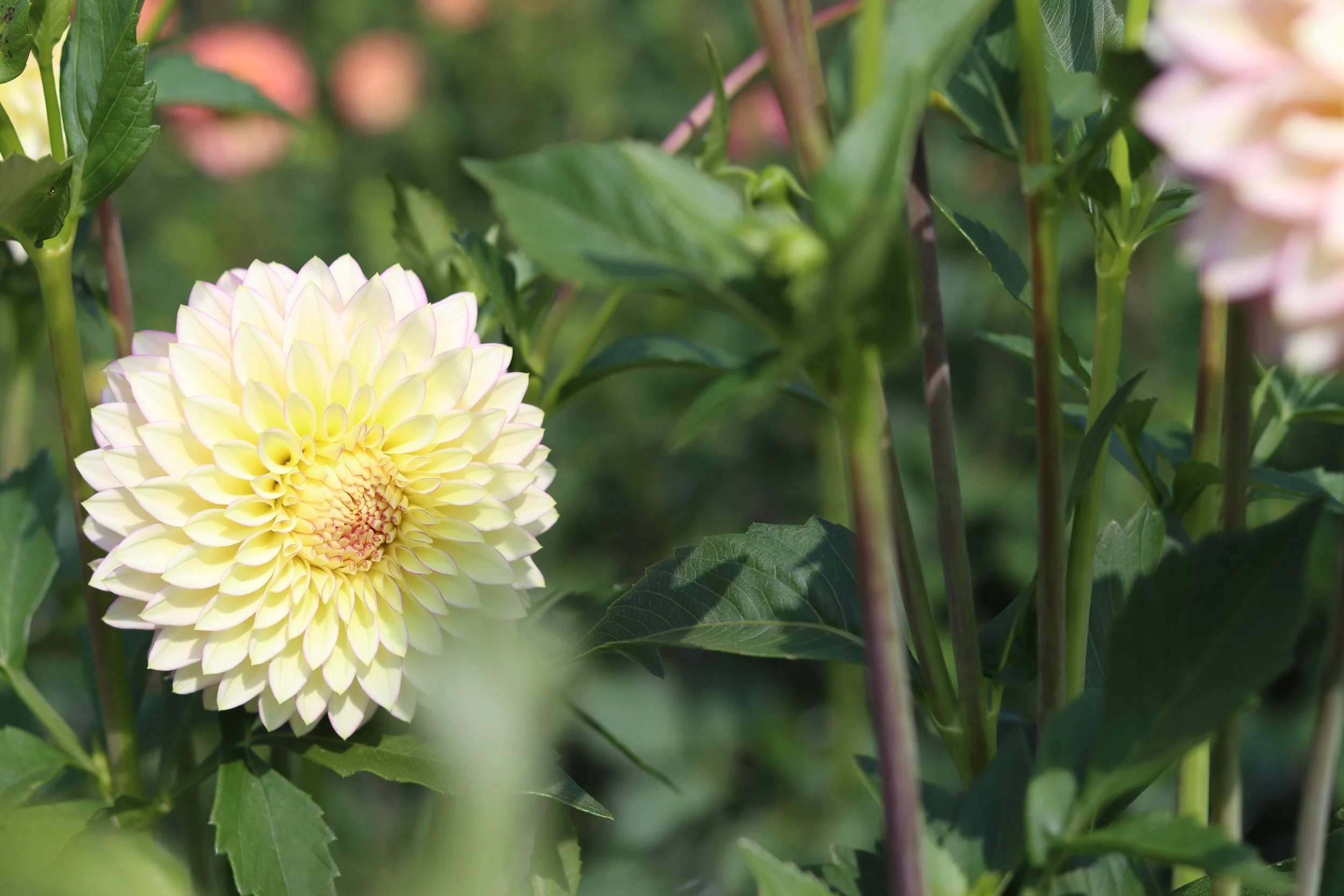 Bloomquist Blush 1.JPG