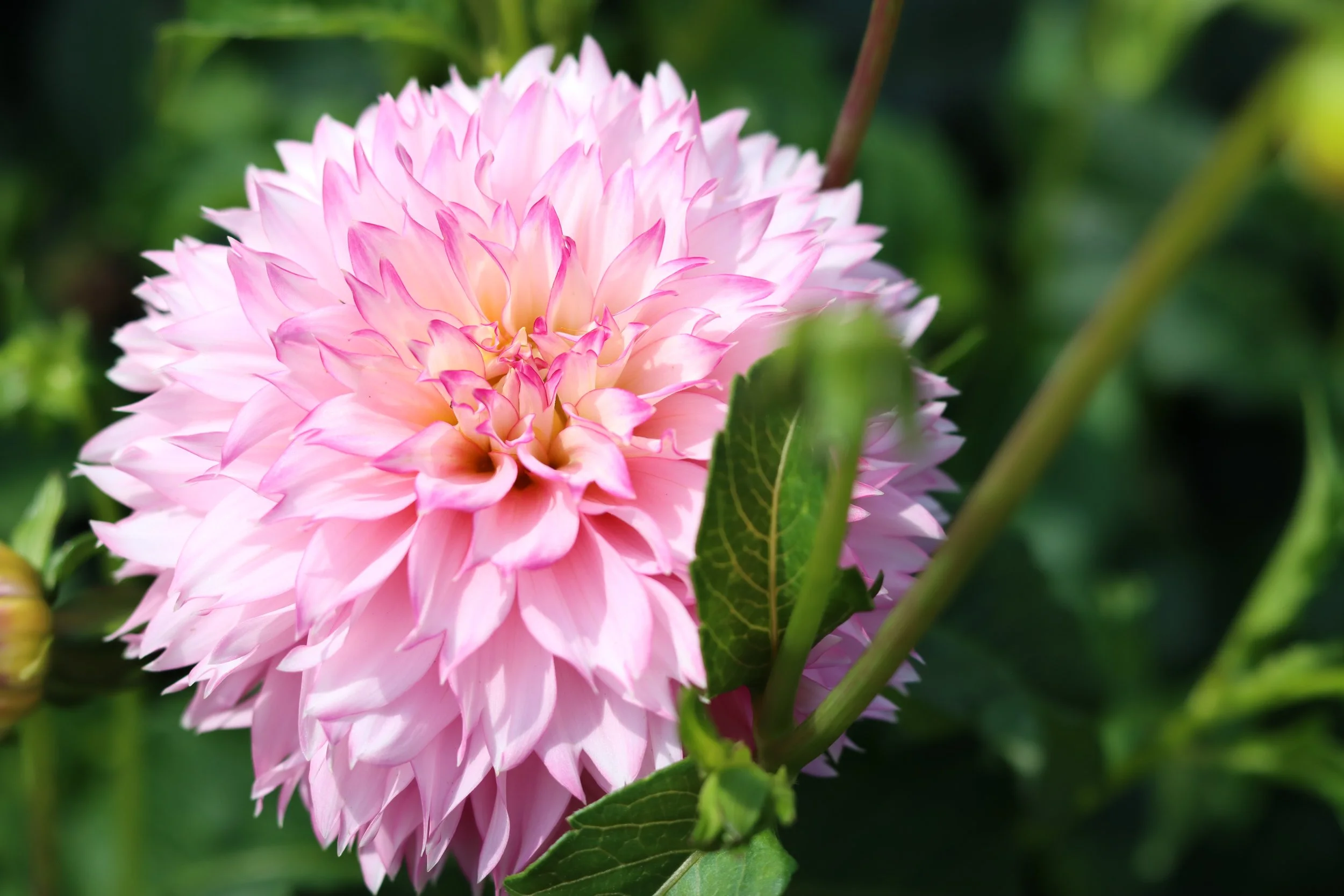 Hollyhill Pinkie.JPG