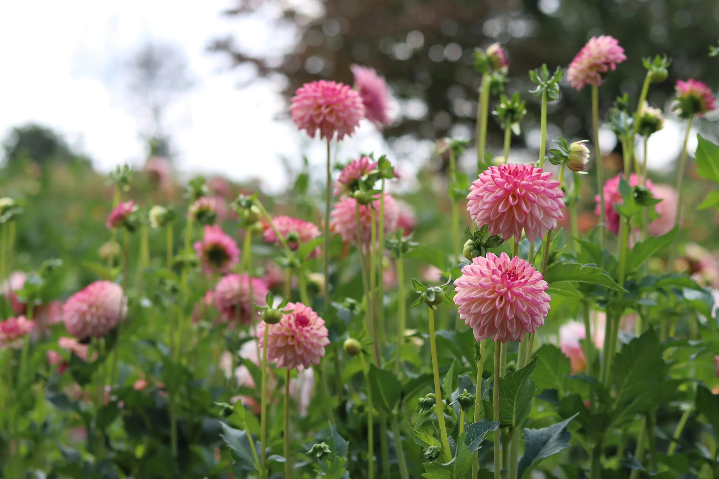 Valley Porcupine 2.JPG