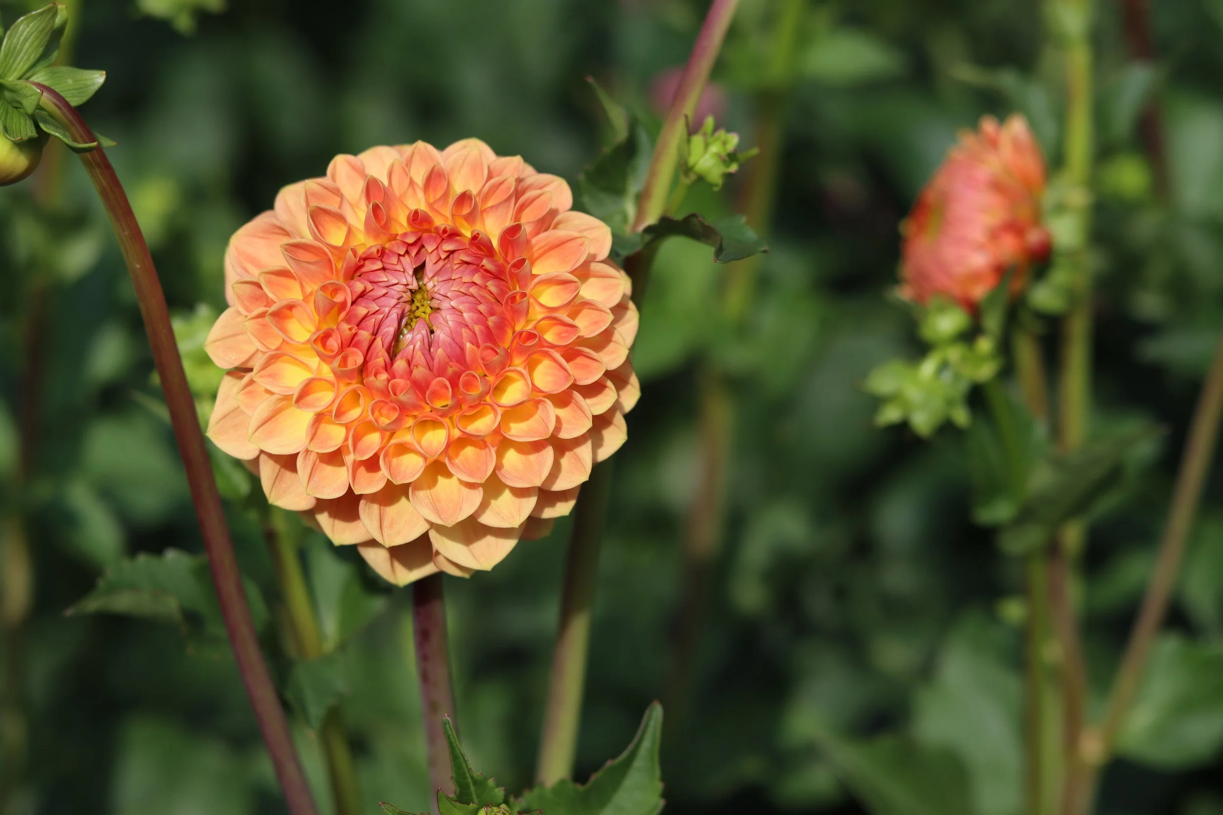 Blighton Softer Gleam 2.JPG