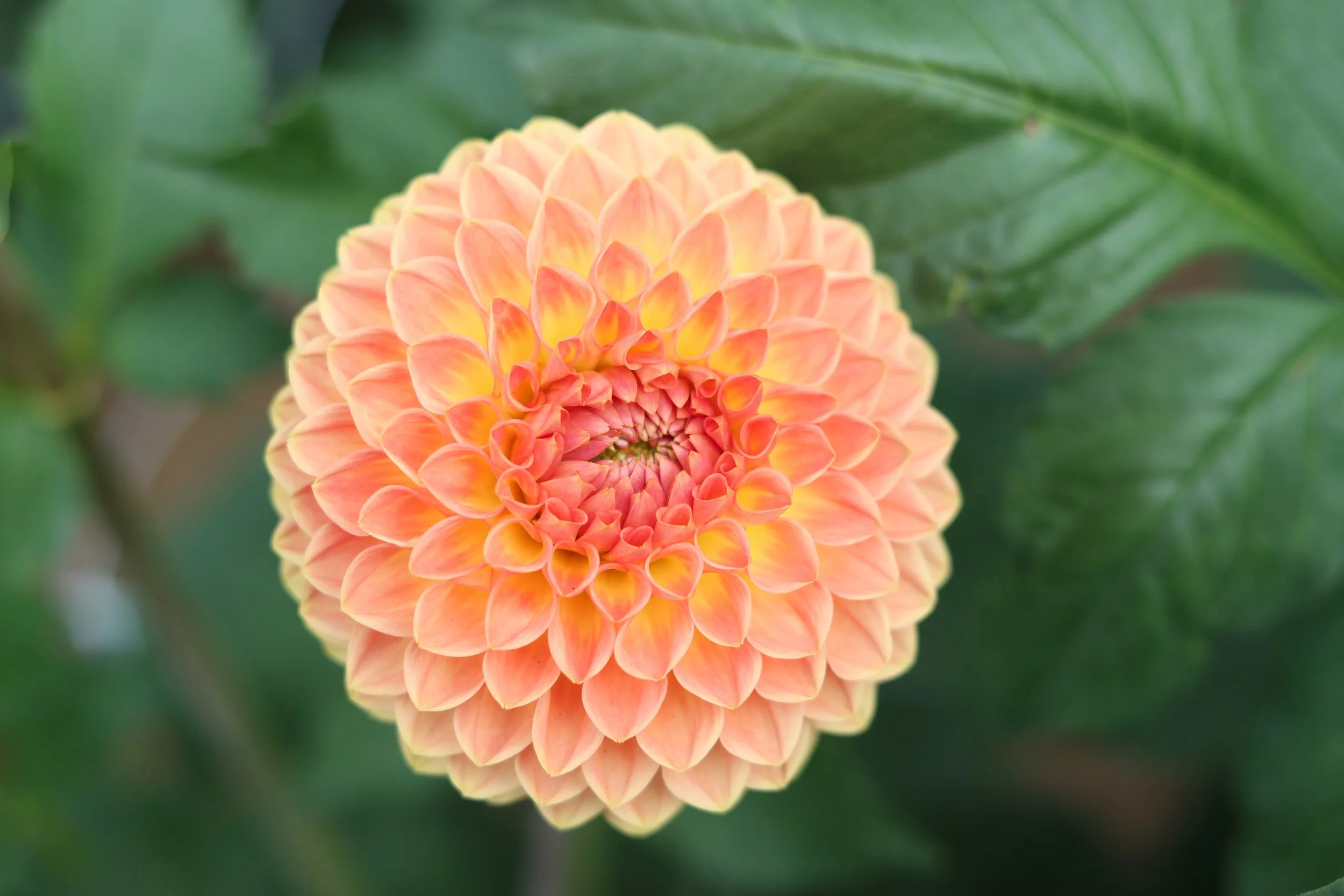 Blighton Softer Gleam.JPG