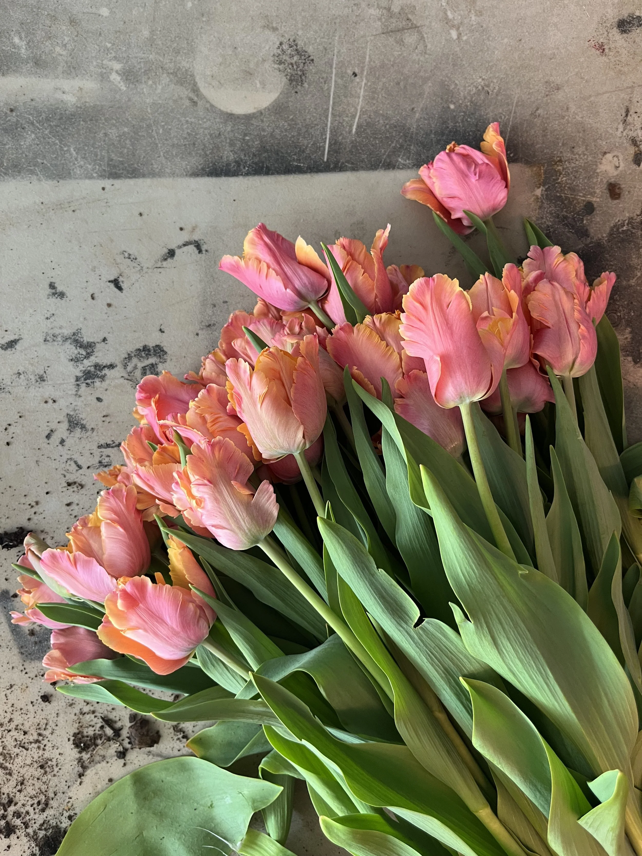 Amazing Parrot Tulip