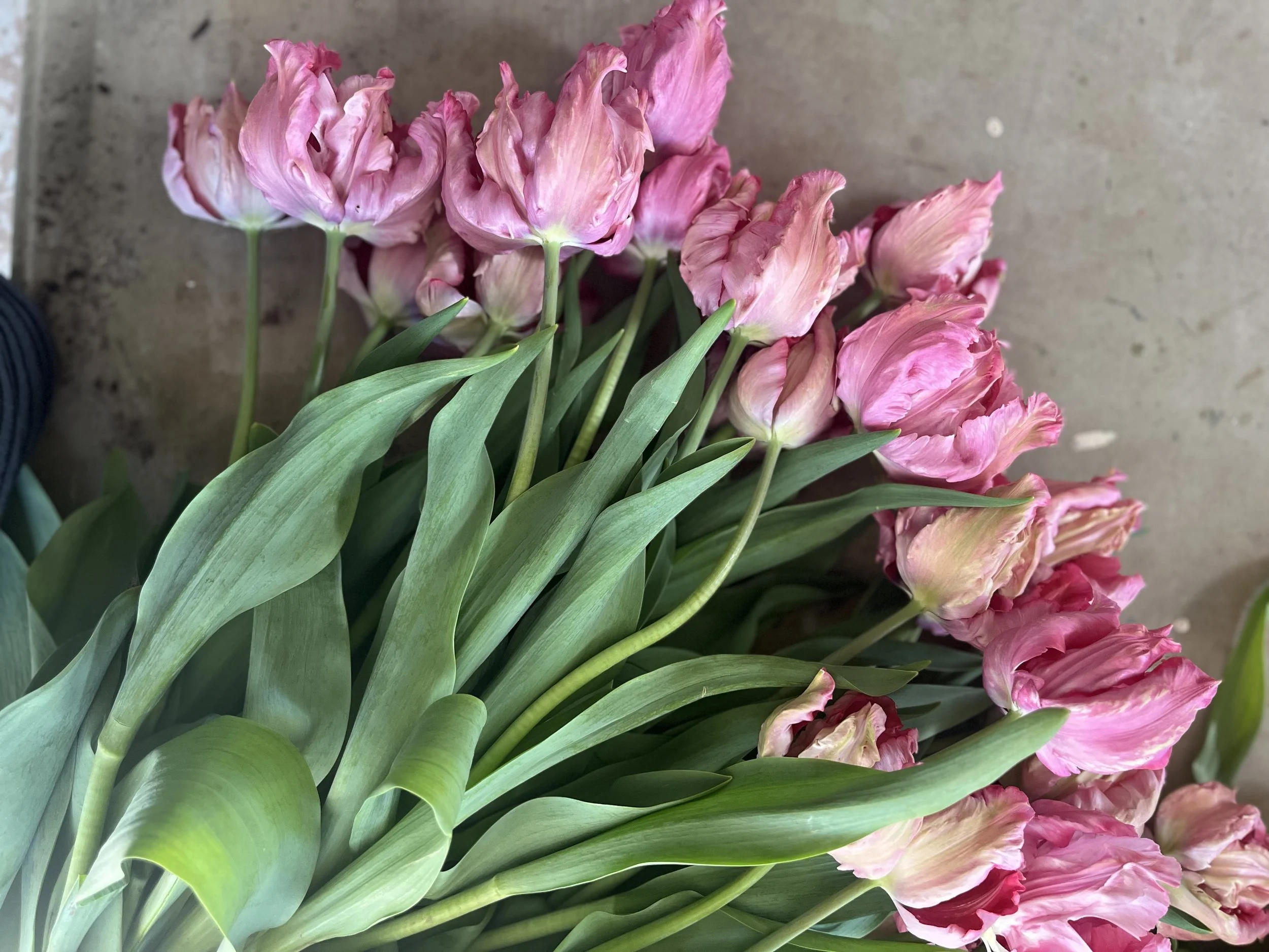 Flamingo Queen Tulip (Parrot )