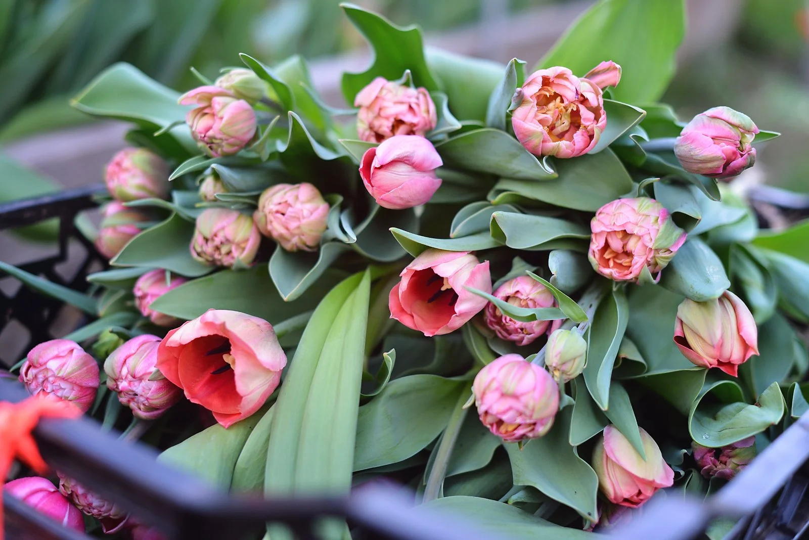 Salmon Impression Tulip