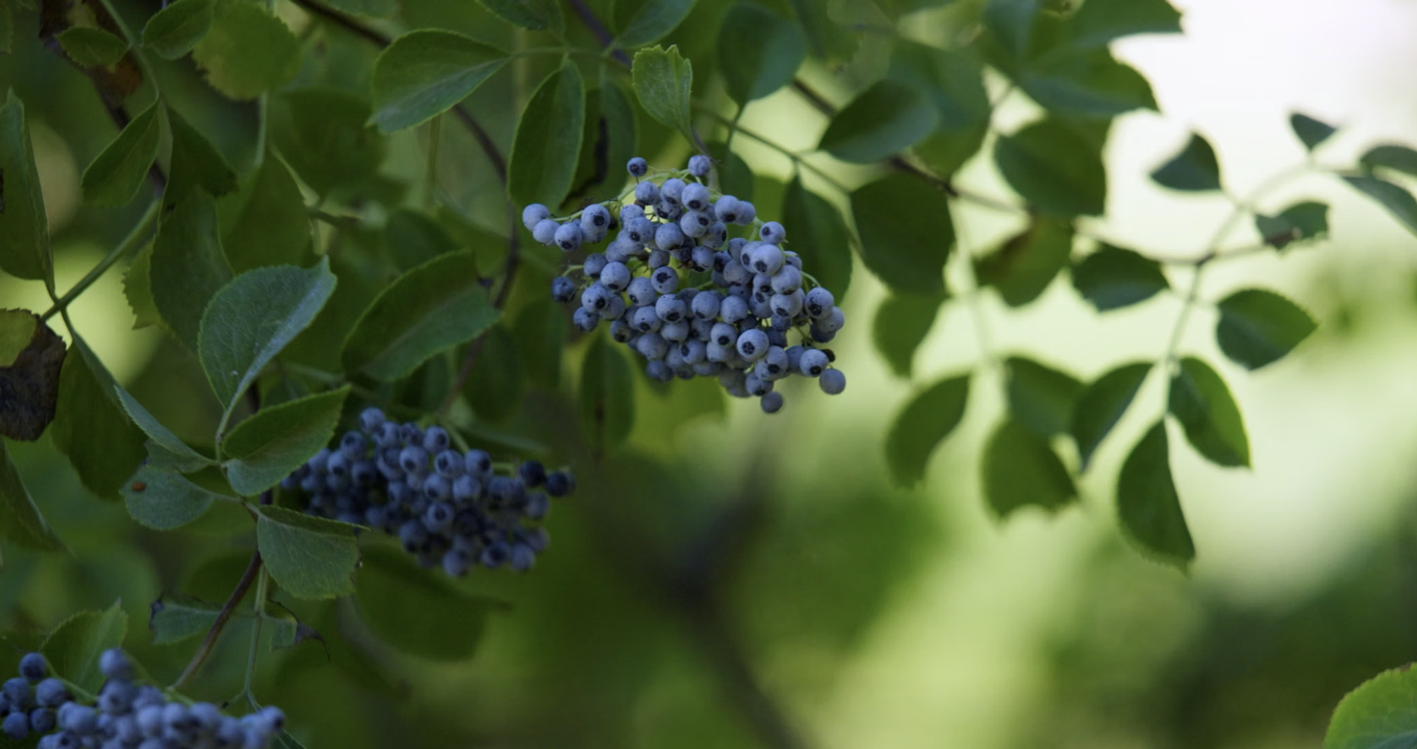 The Elderberry Project