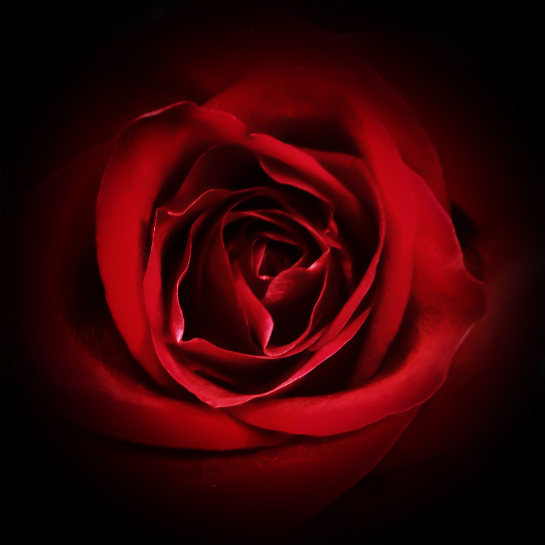 Romantic Rose
