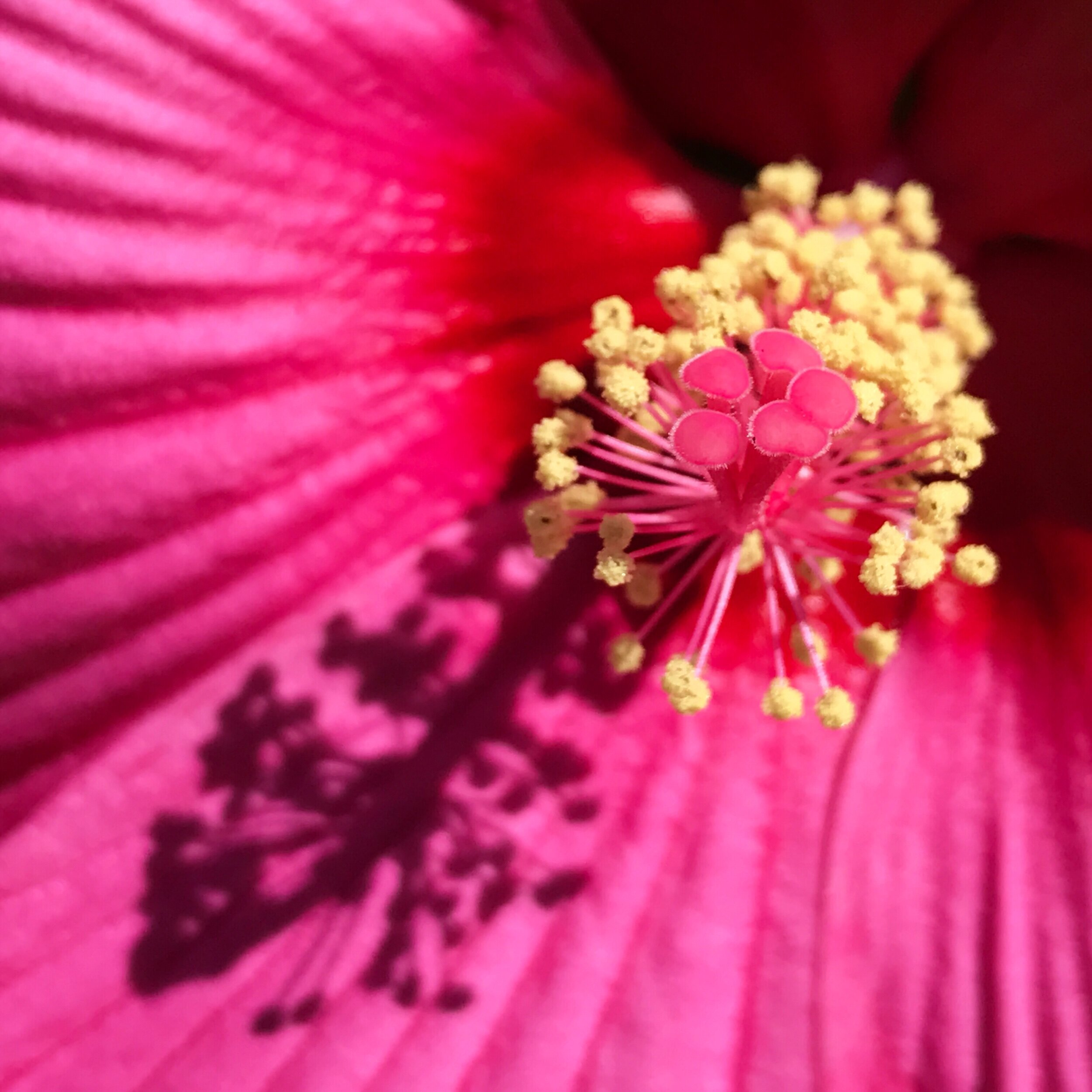 IMG_2067.jpeg