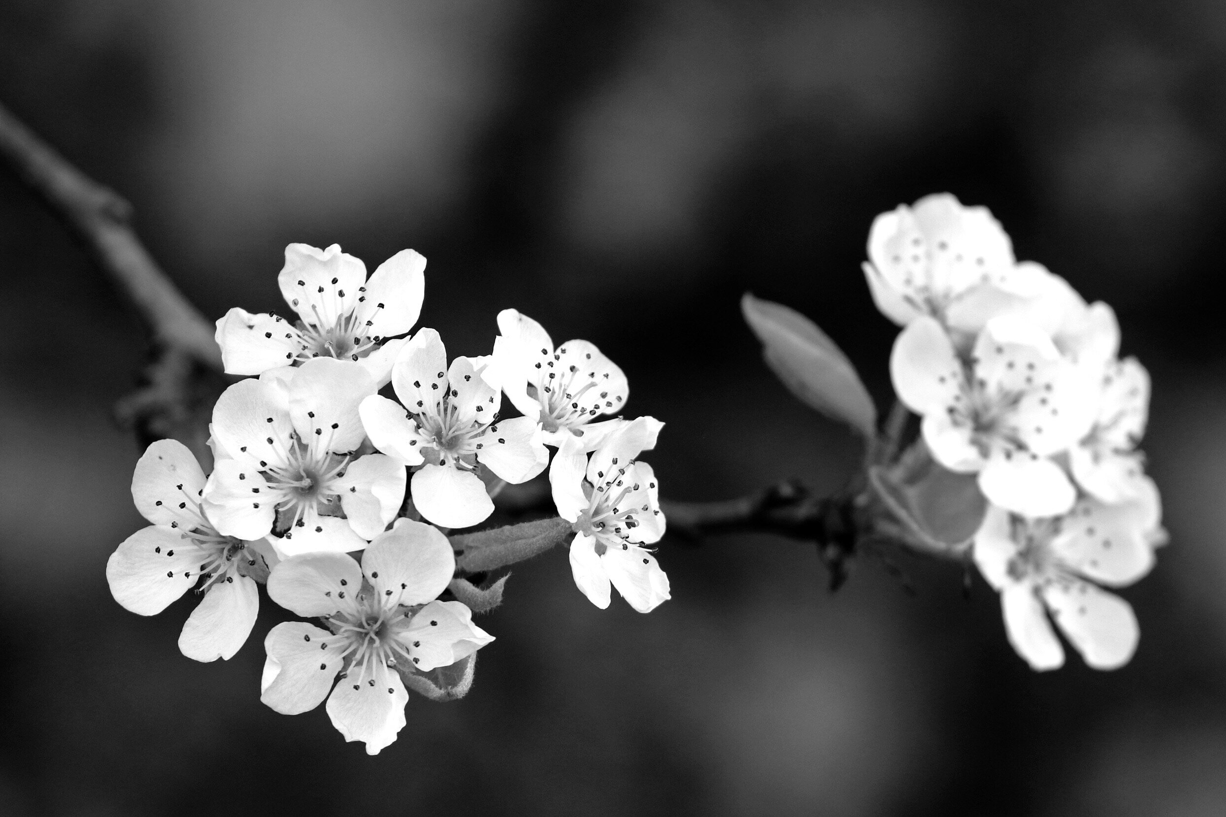 Backyard Sakura