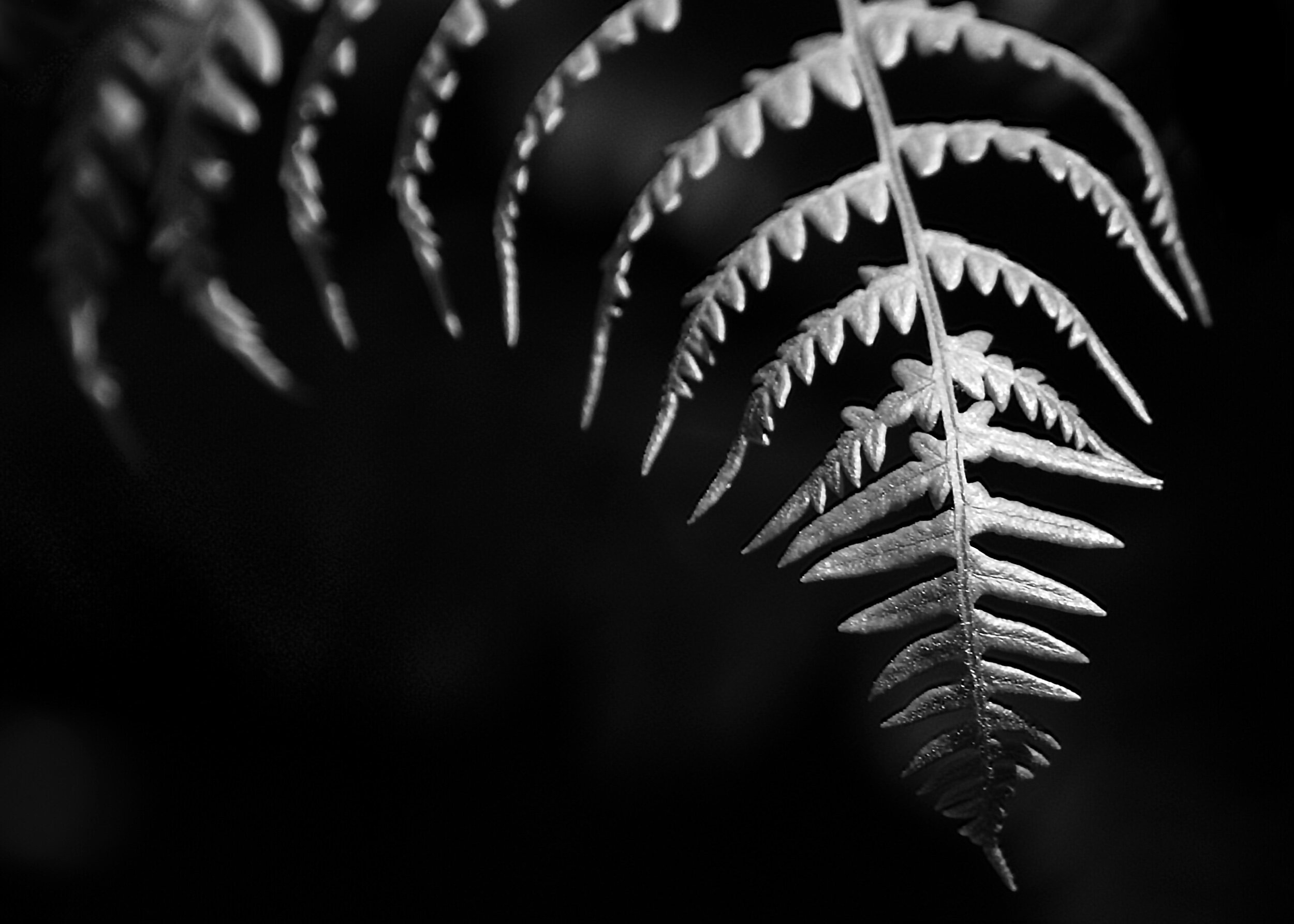 Dramatic Fern