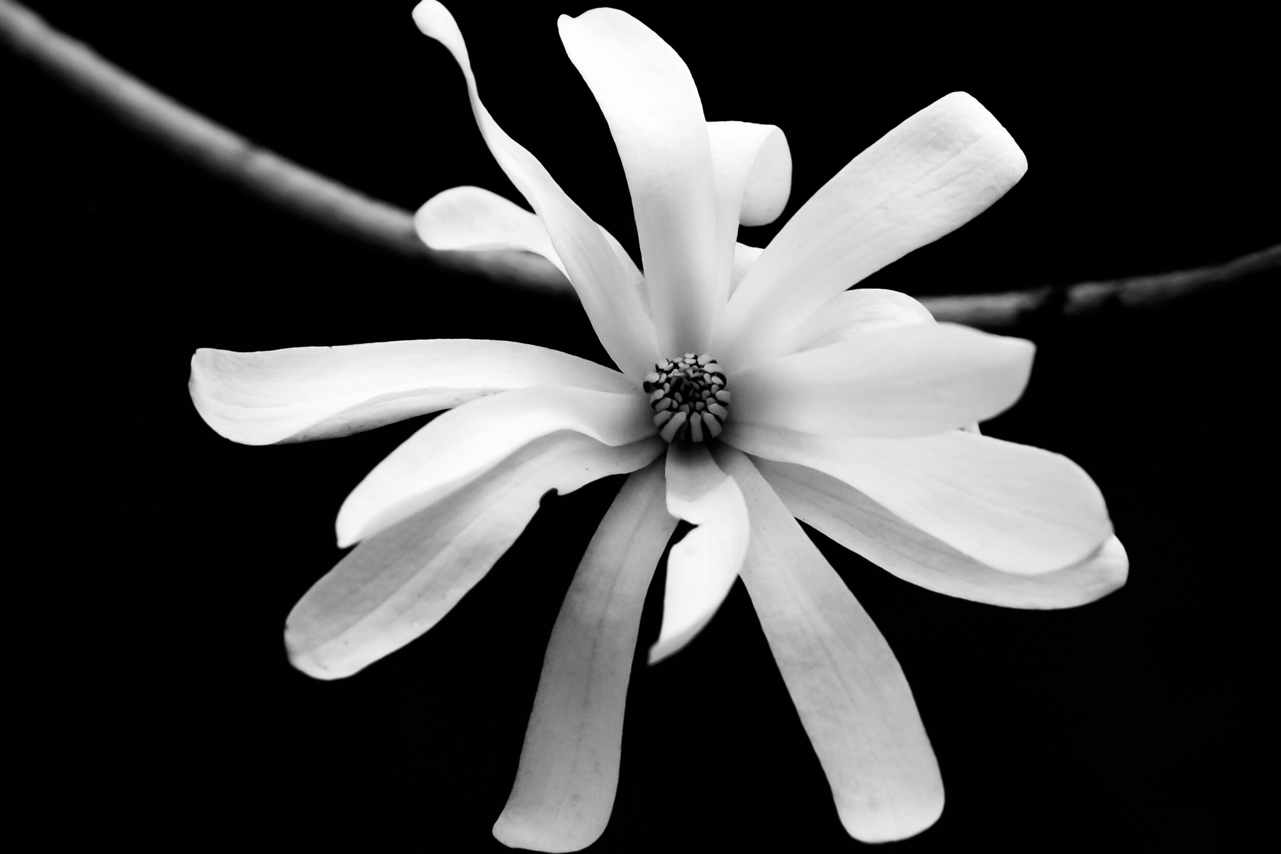 Star Magnolia