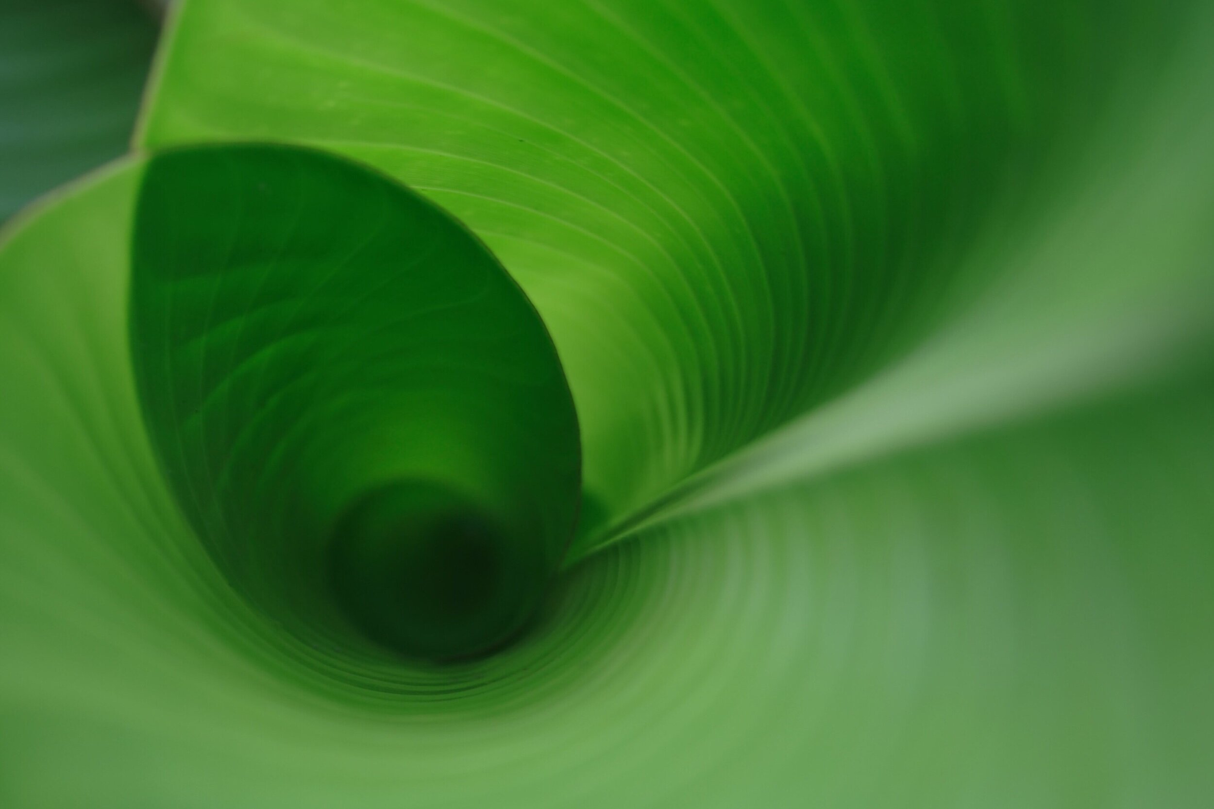 Vortex