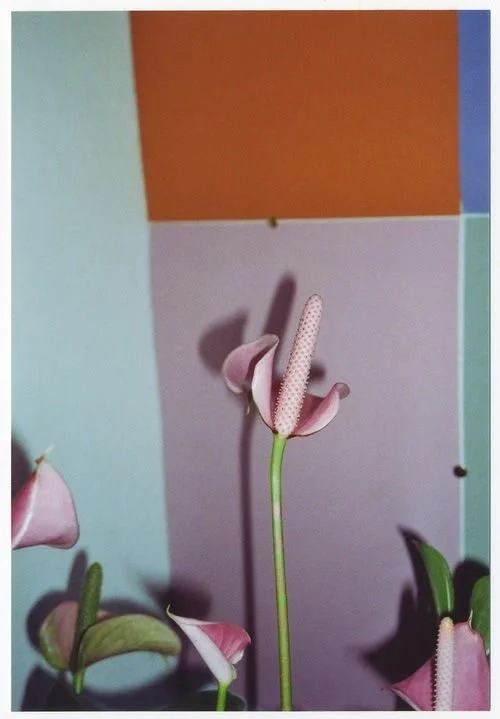 Pink anthurium flowers against a color-blocked wall.