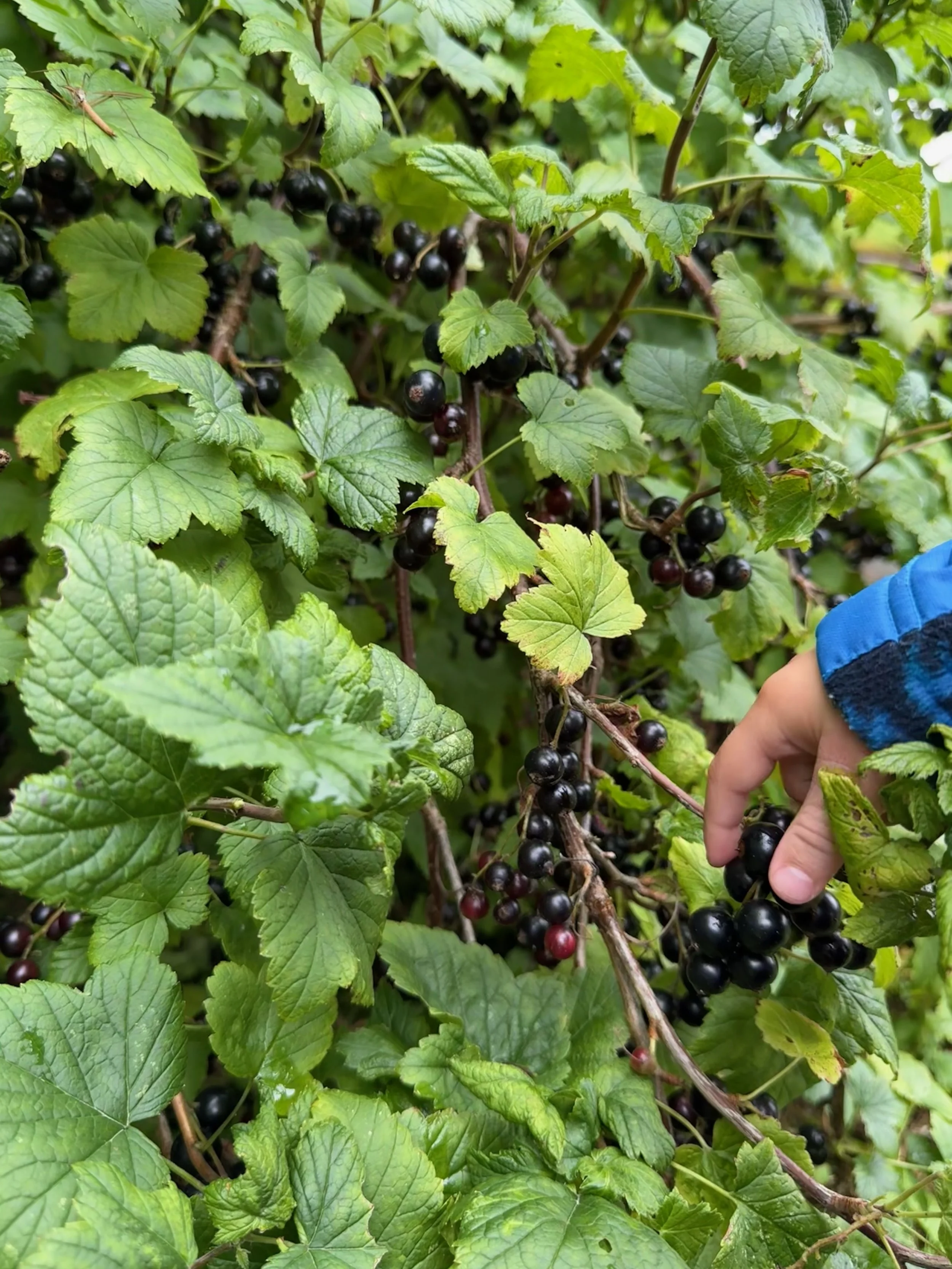 2 berry picking.JPEG