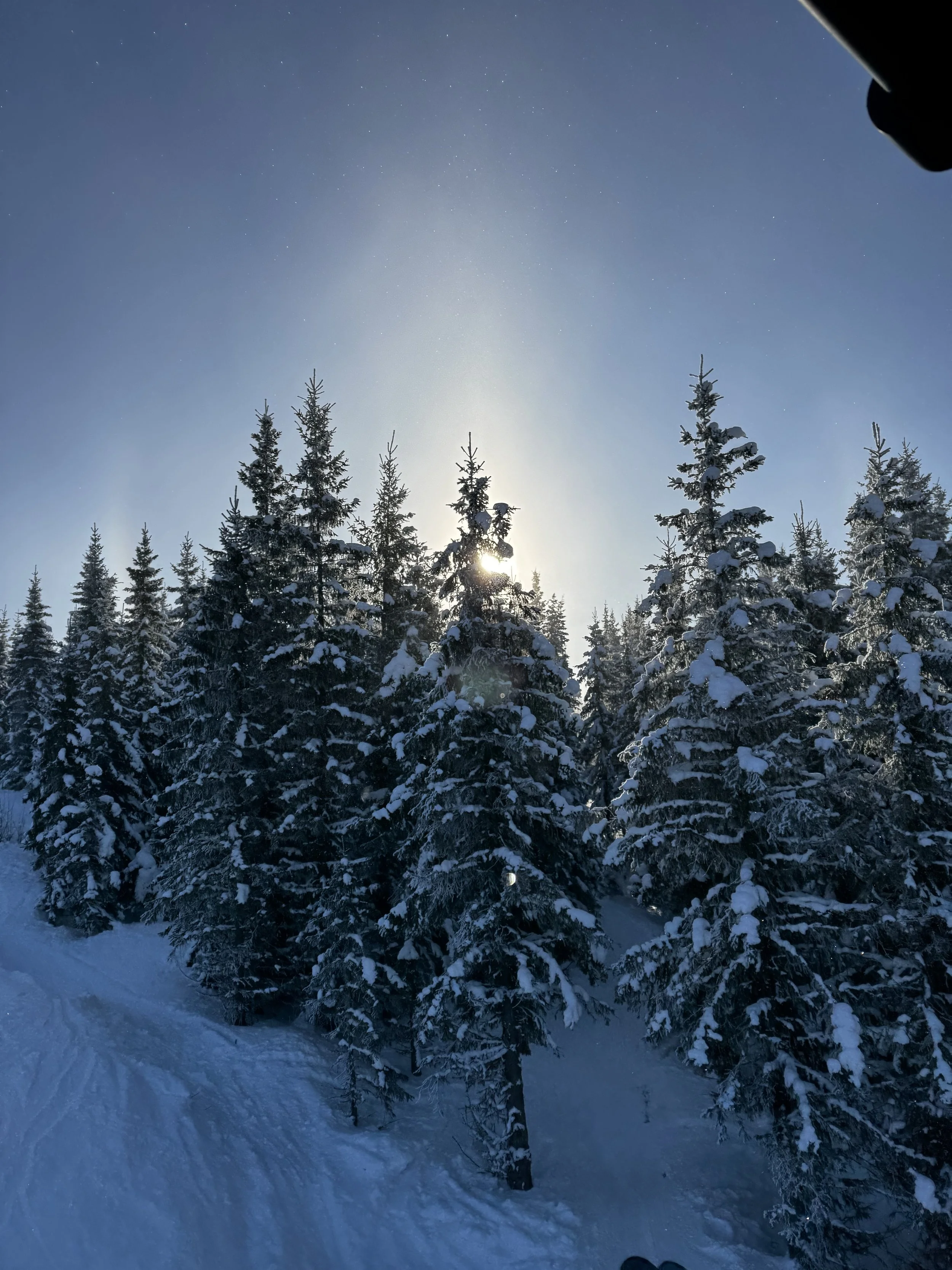 1 Lift view trees.jpeg