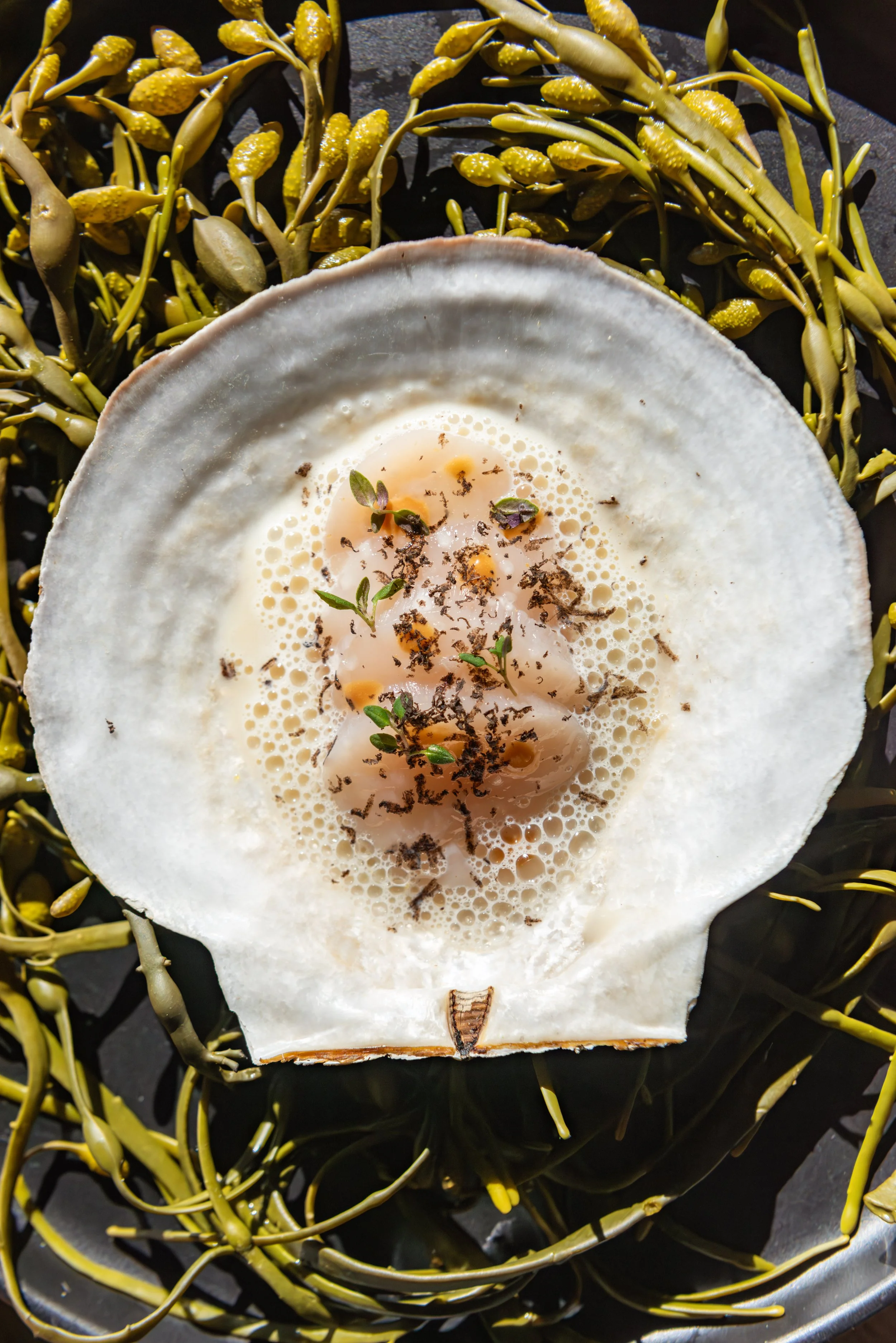 Diver Scallops