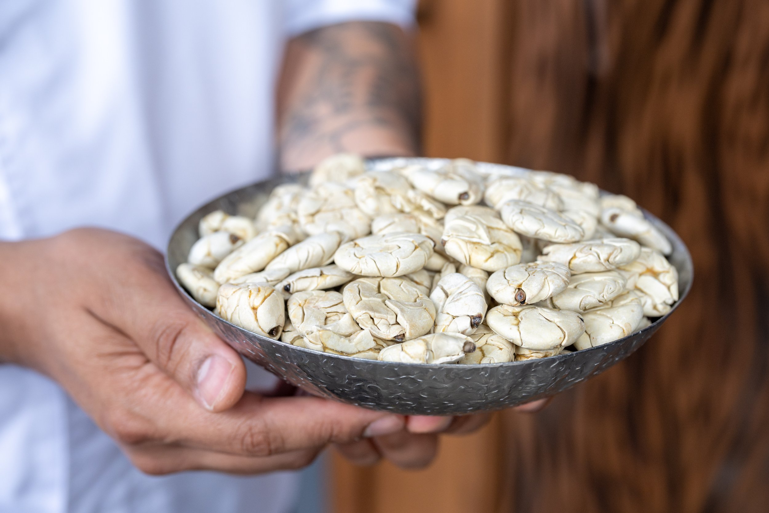 Cracking Open Cacao's Wild Cousin