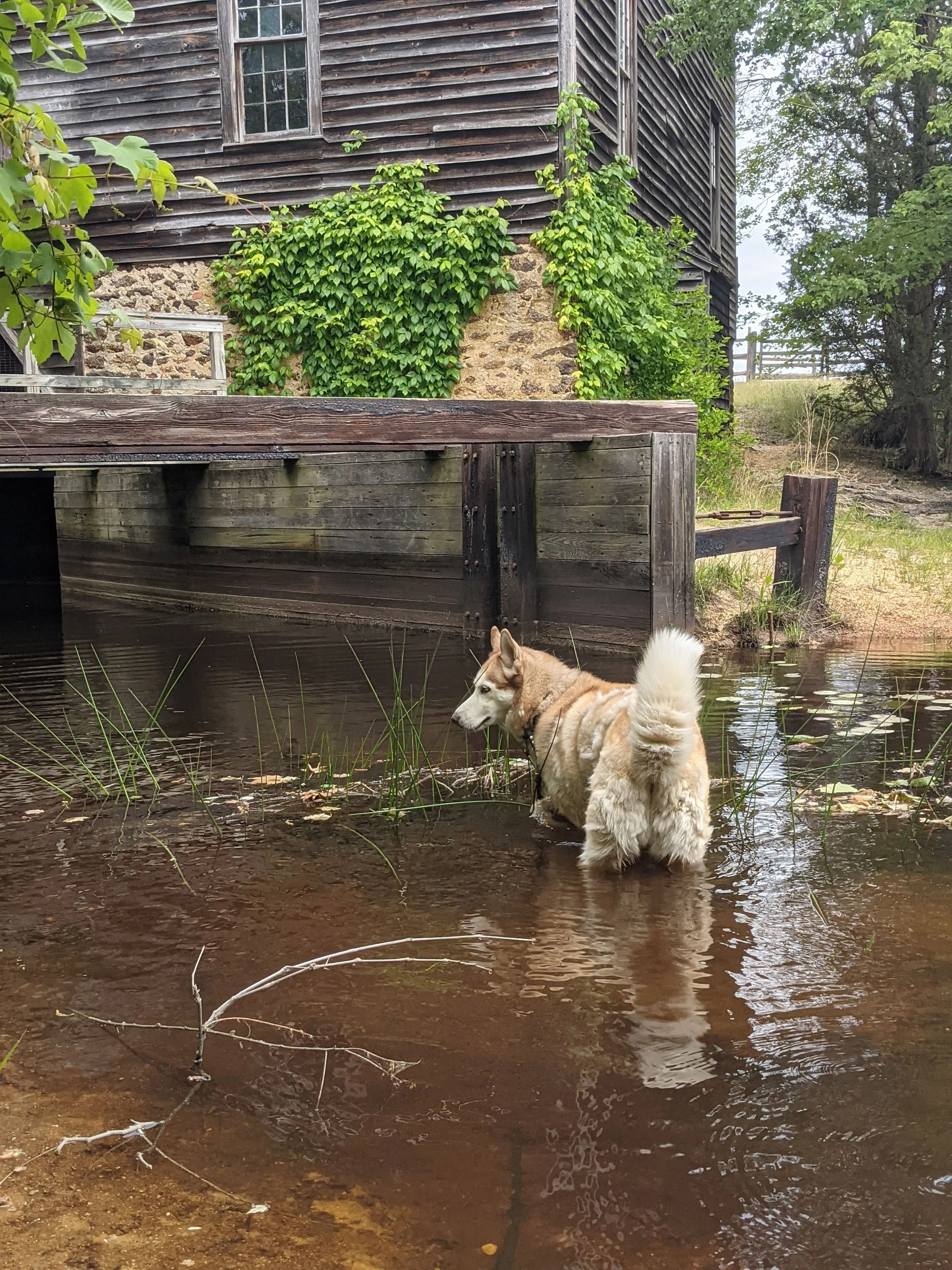 Best Easy Dog-Friendly Trails in South Jersey