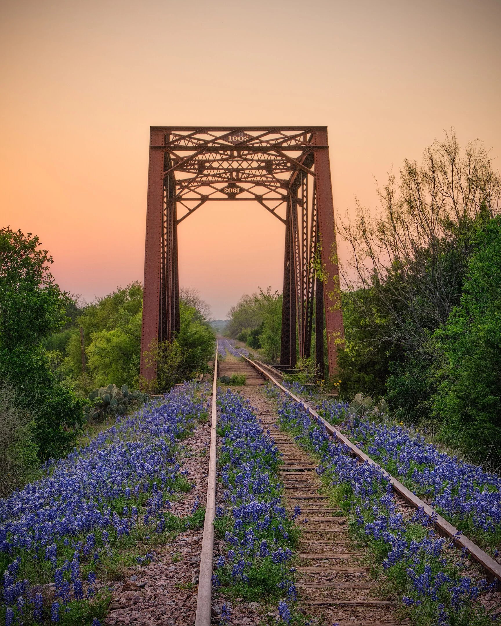 Bluebonnet.jpg
