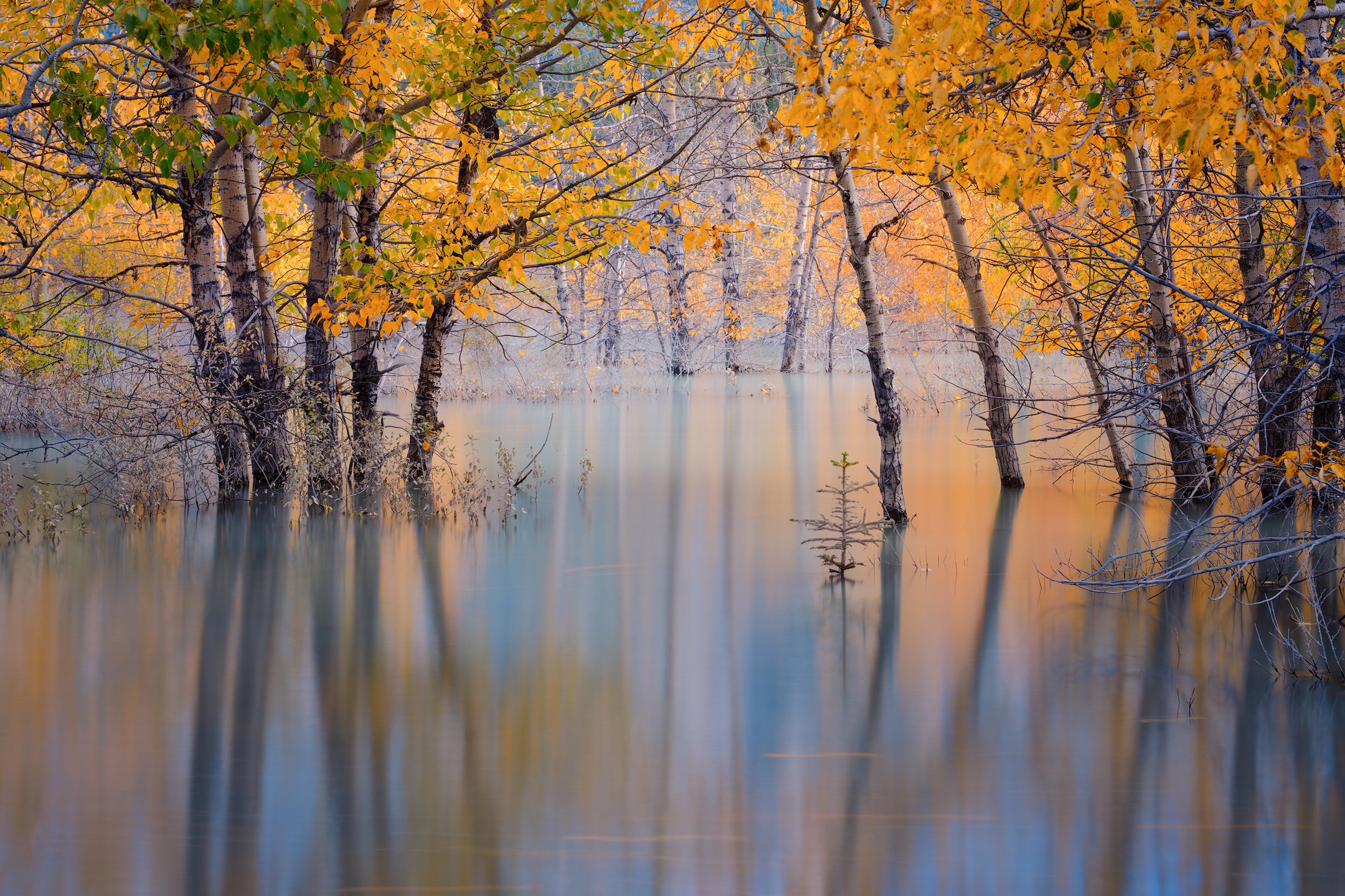 Abraham Lake Aspens