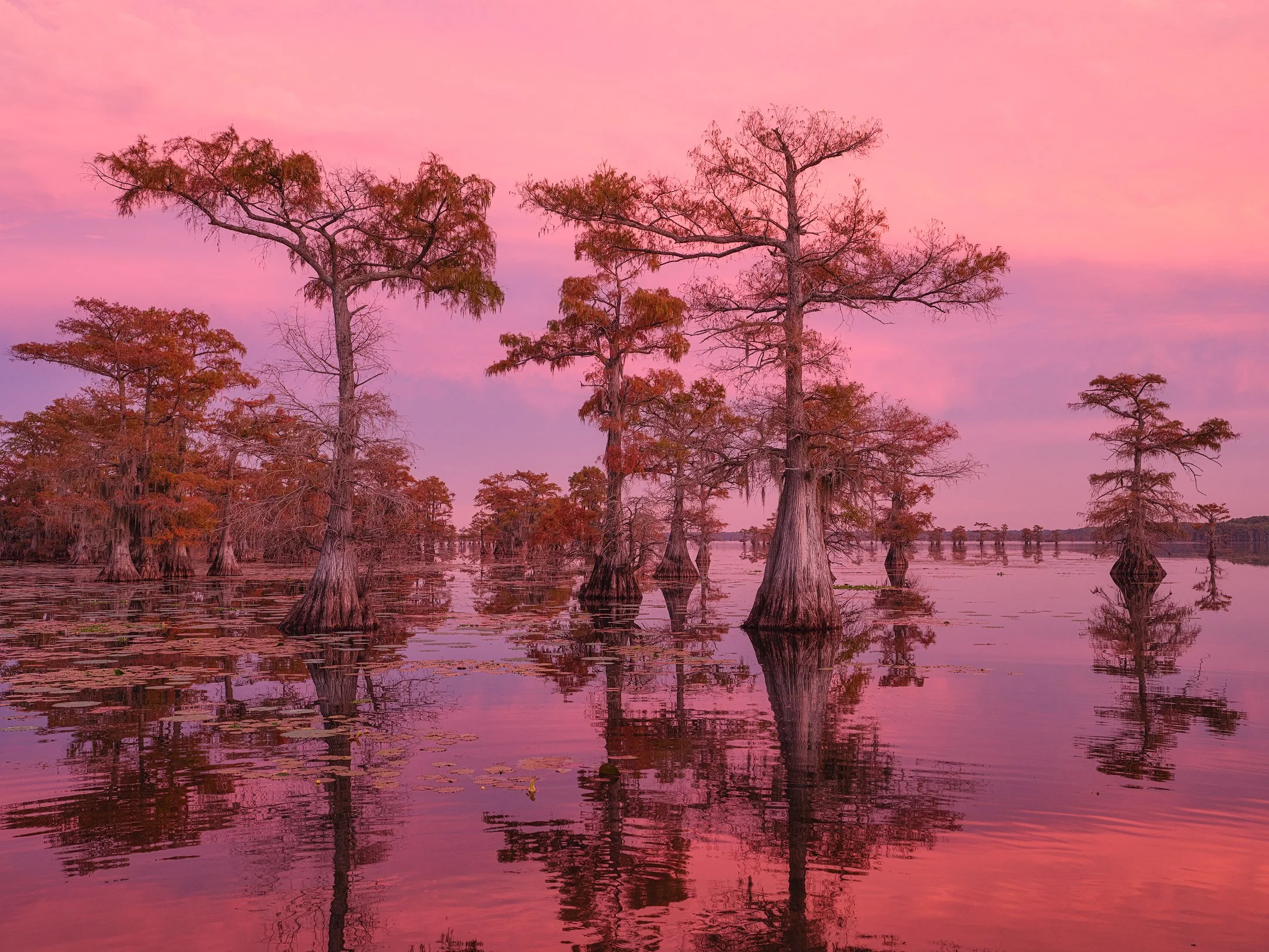 Pink Caddo