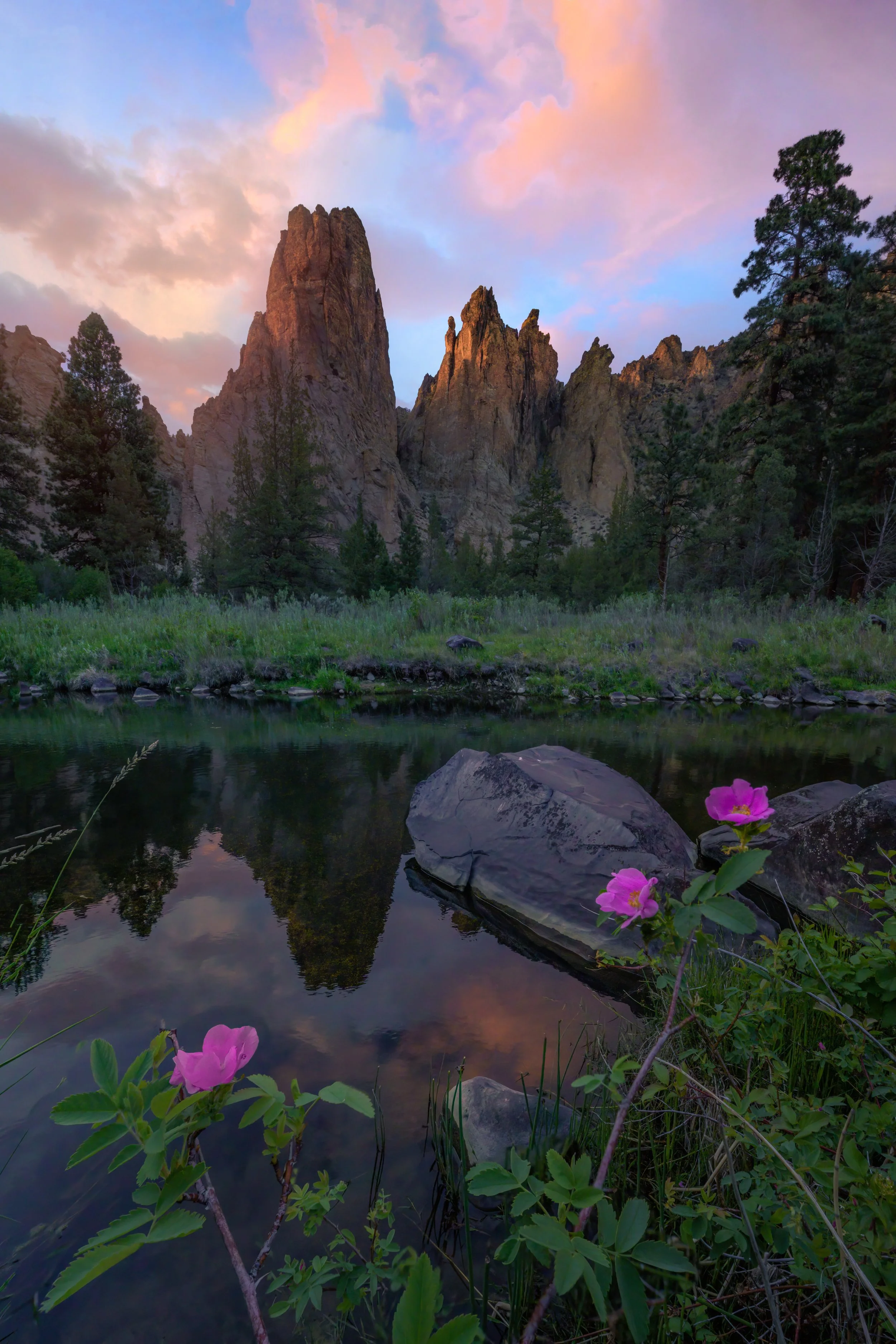 _SR-Wild-Rose.jpg