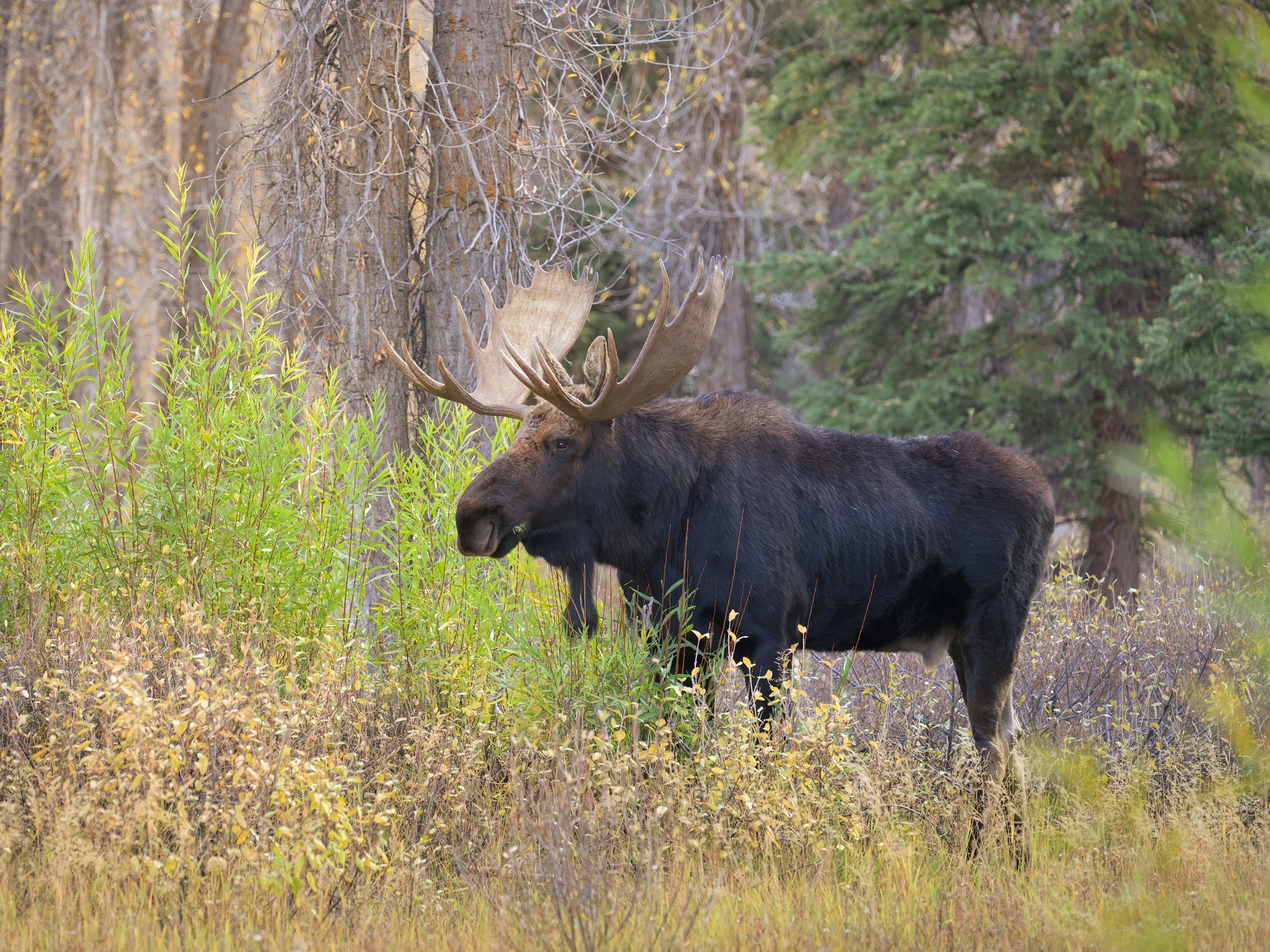 Moose-1.jpg