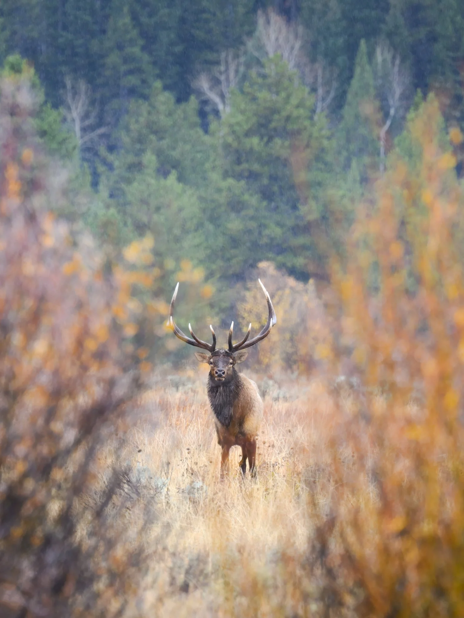 Bull-elk-2.jpg