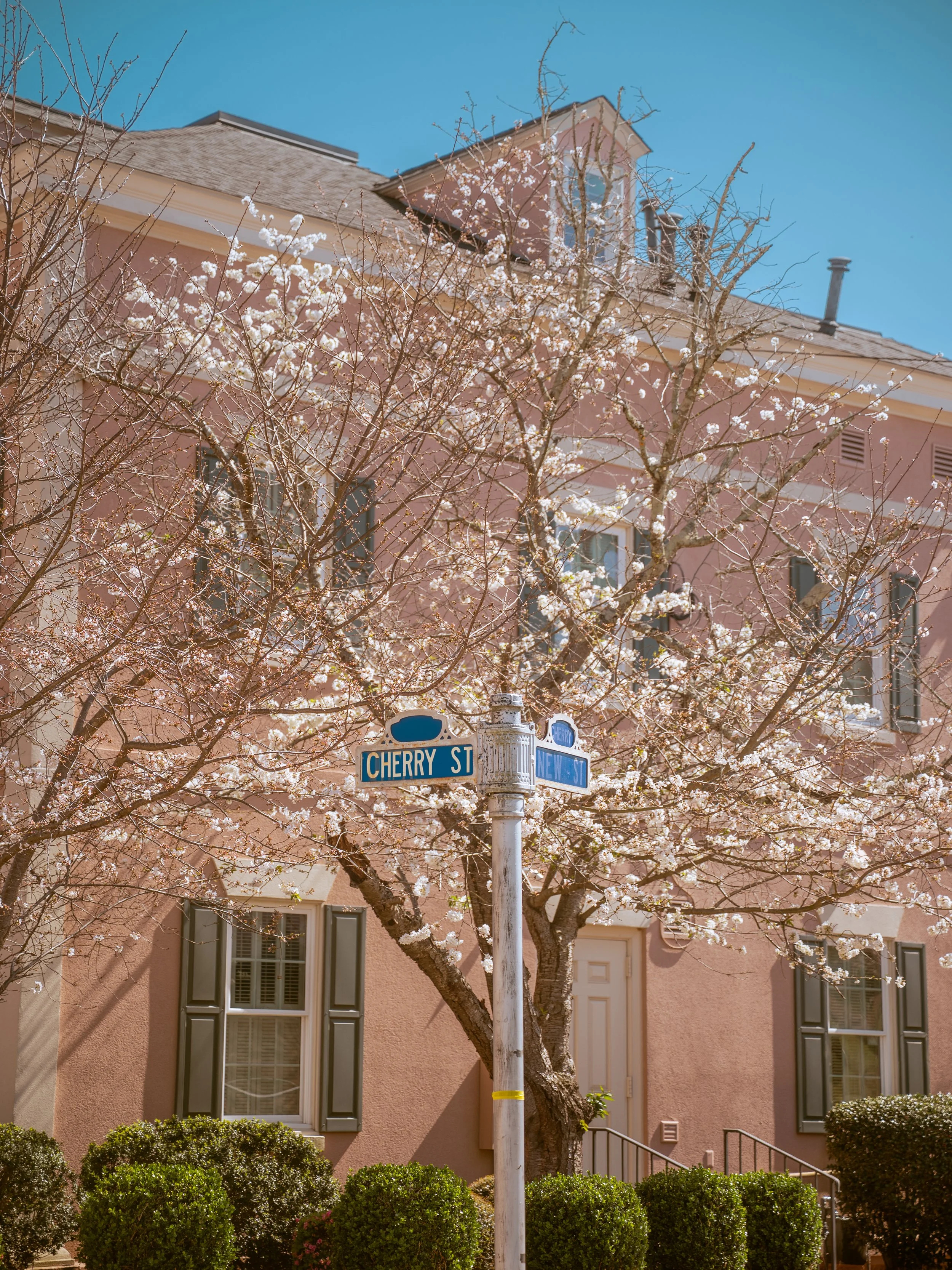 SMC-CBF-BlossomWalk2026-48.jpg