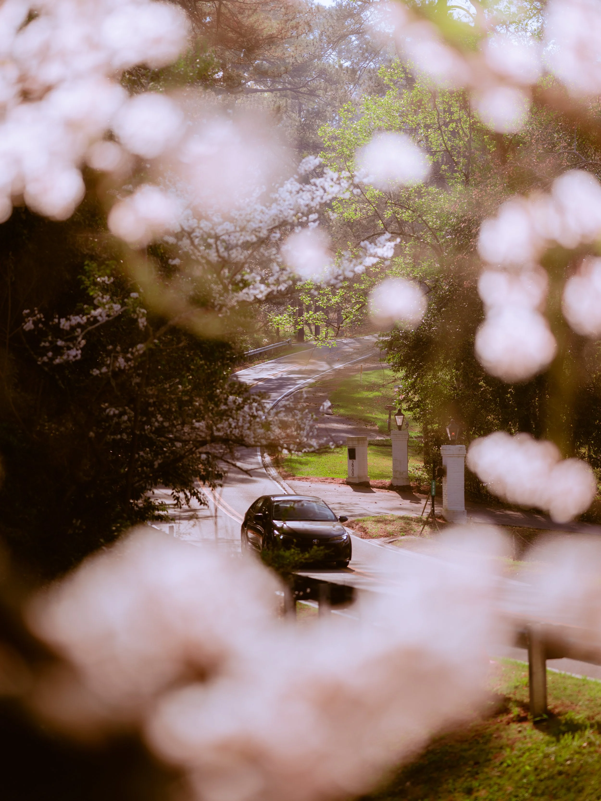 SMC-CBF-Blossoms2026-31.jpg