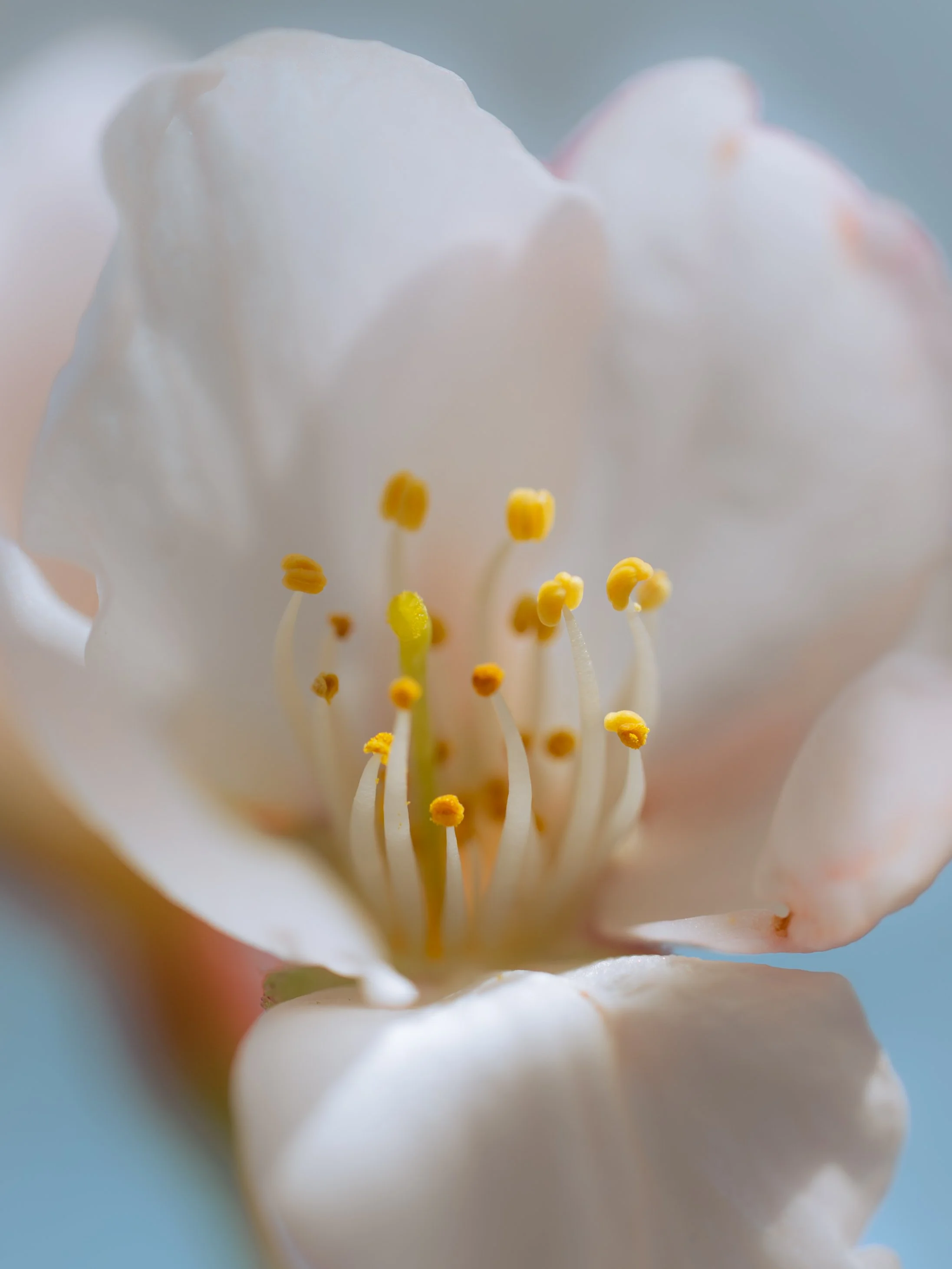 SMC-CBF-BlossomWalk2026-67.jpg