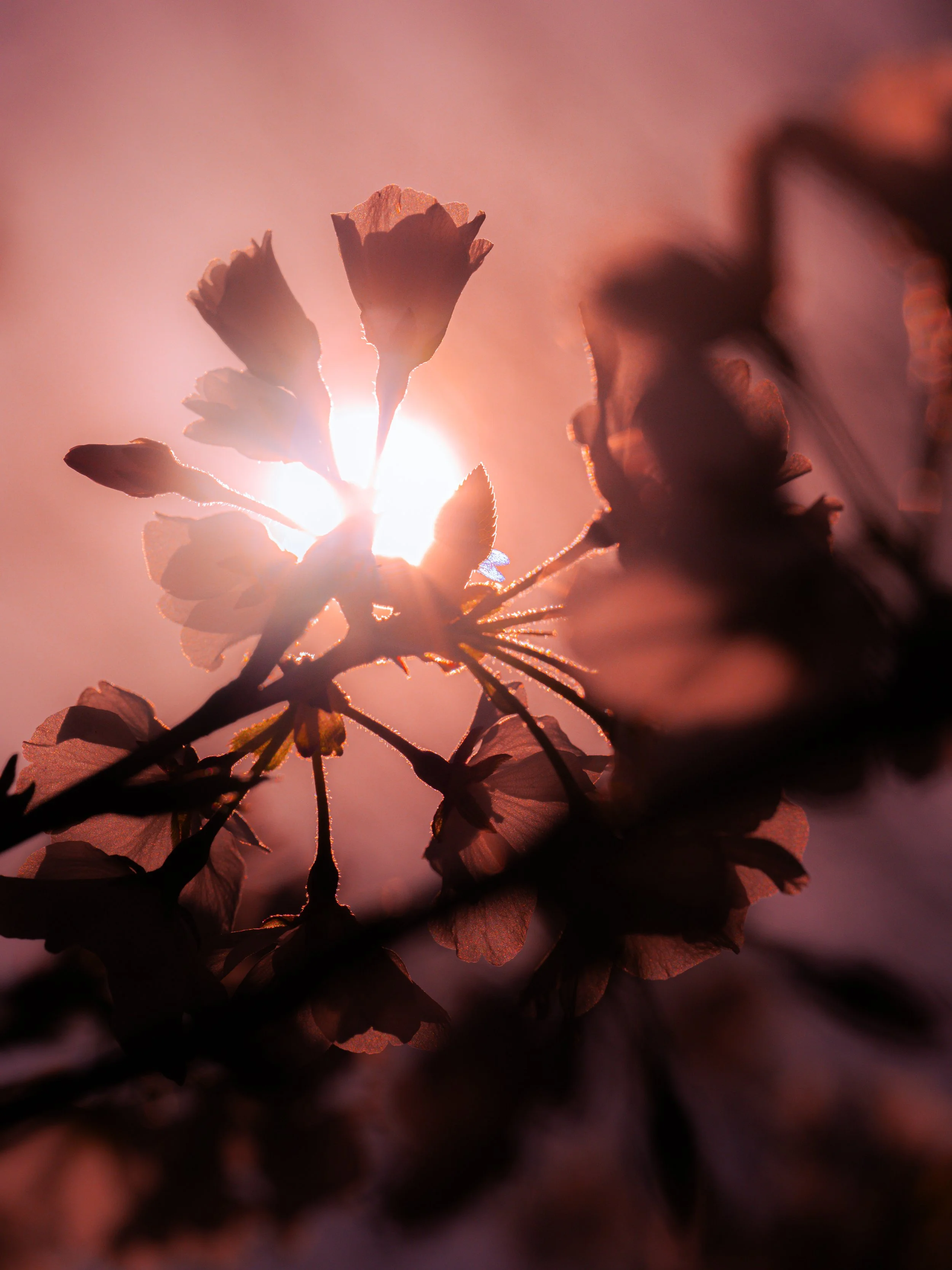 SMC-CBF-BlossomWalk2026-72.jpg