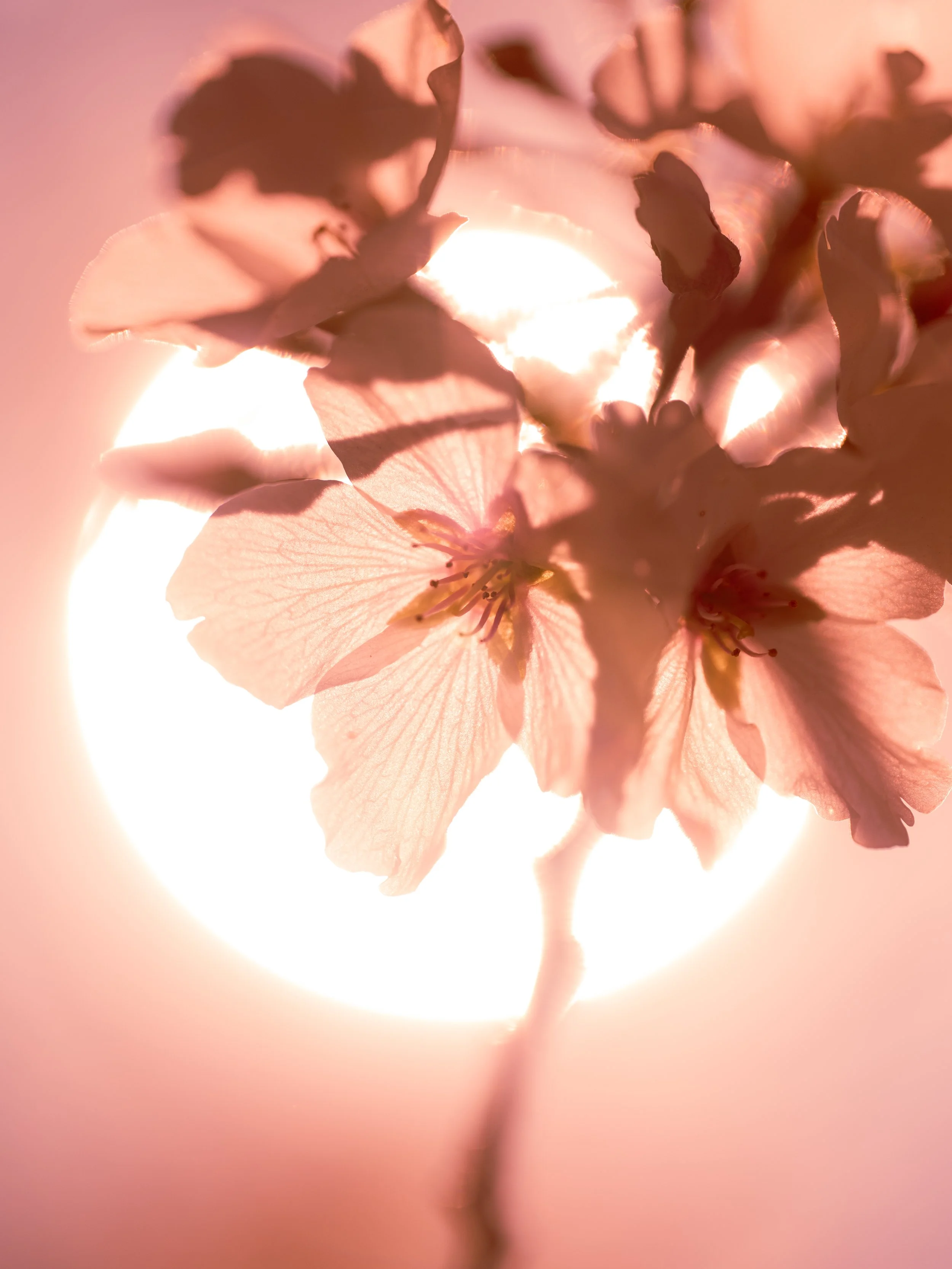 SMC-CBF-BlossomWalk2026-60.jpg