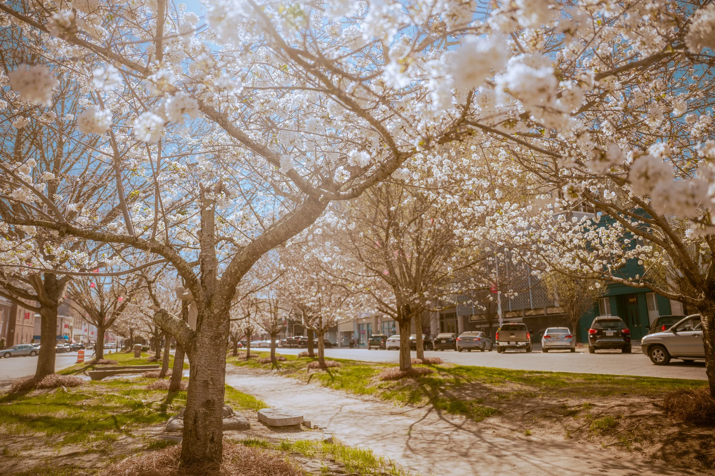 SMC-CBF-BlossomWalk2026-53.jpg