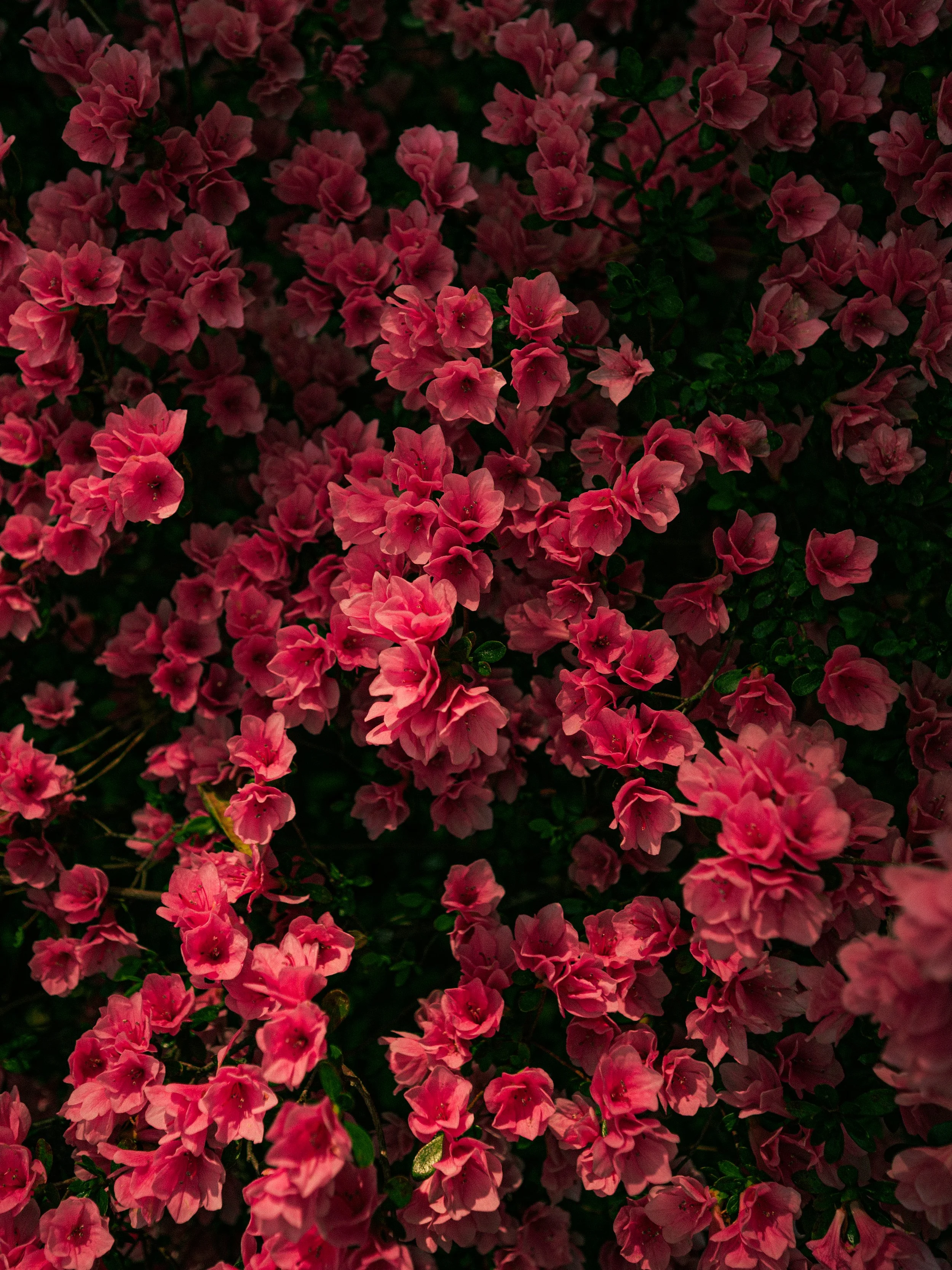SMC-CBF-Blossoms2026-23.jpg