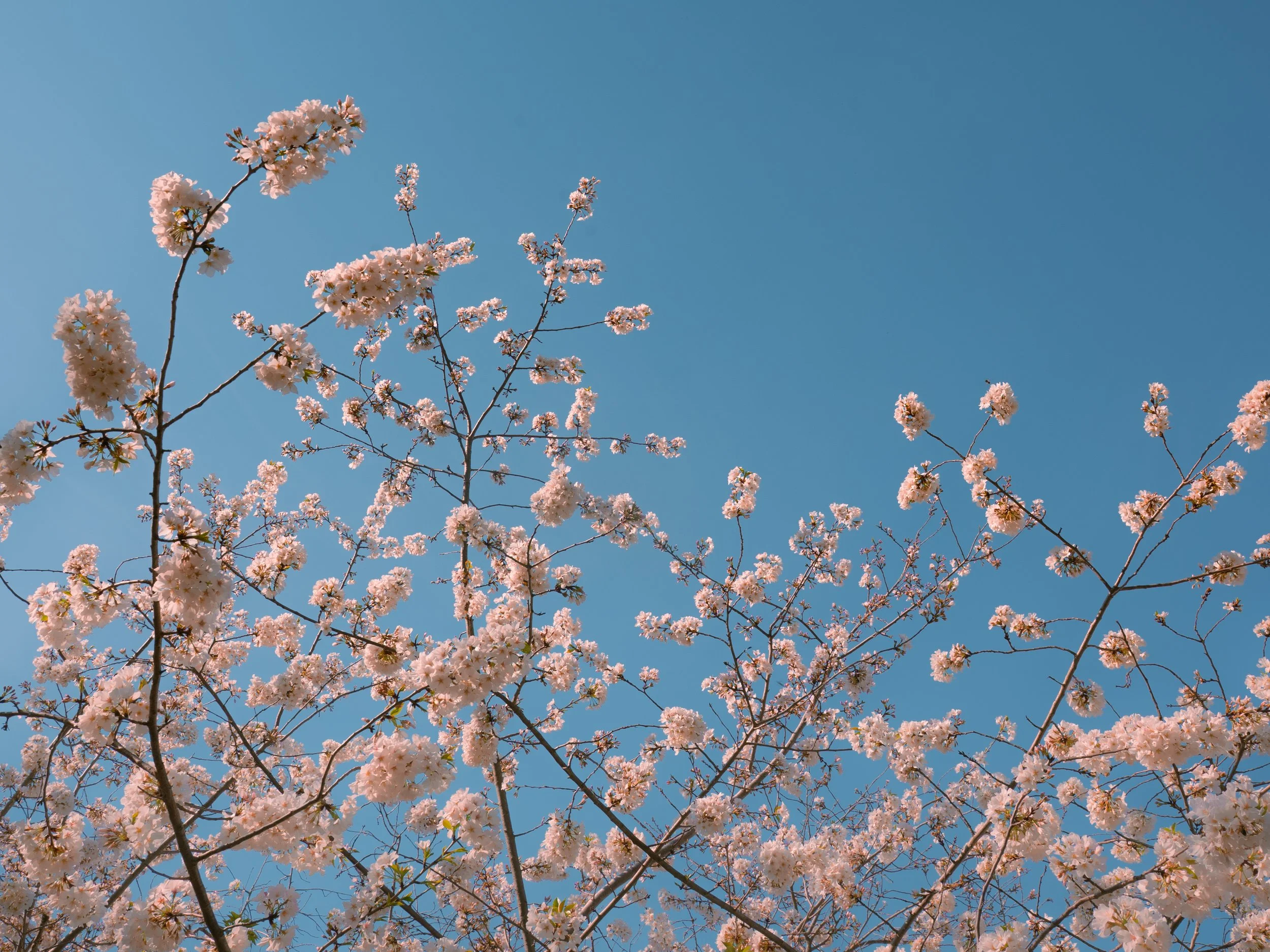 SMC-CBF-BlossomWalk2026-80.jpg