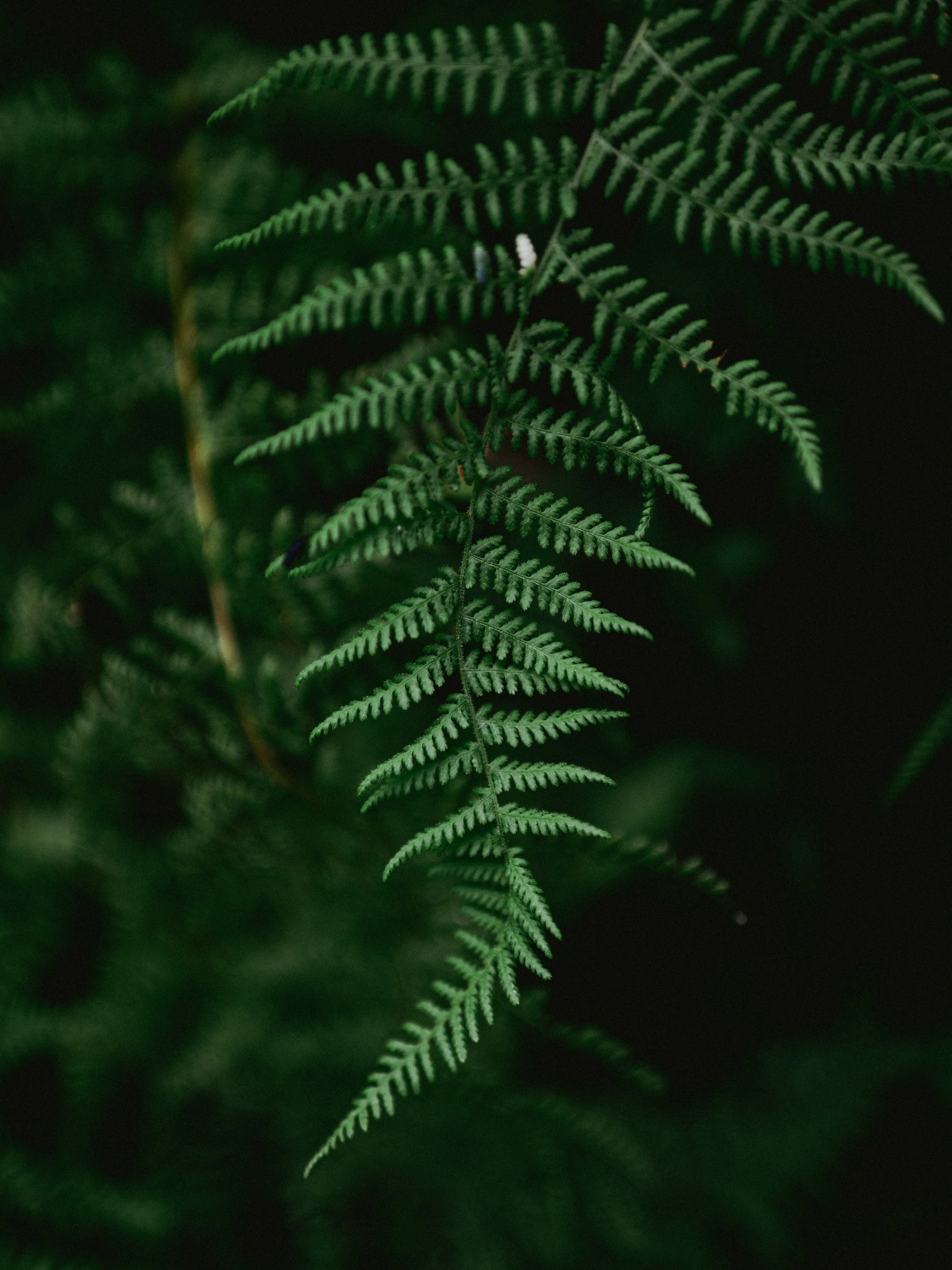 SMCxLongleaf-Aug2026-63.jpg